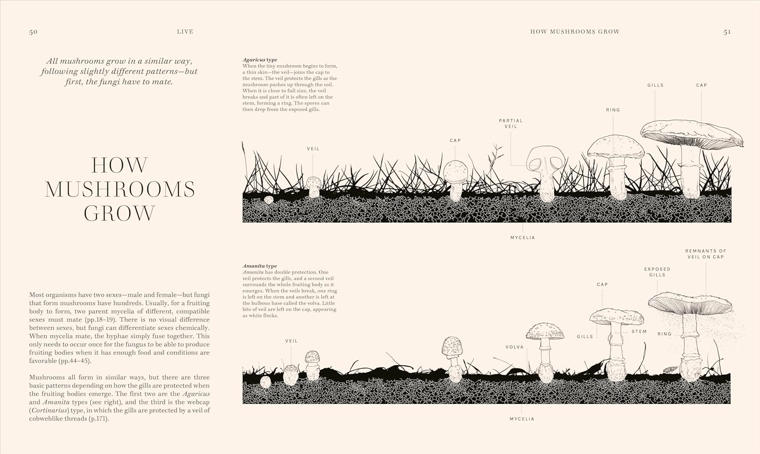 Fungi: Discover the Science and Secrets behind the World of Mushrooms - Image 3