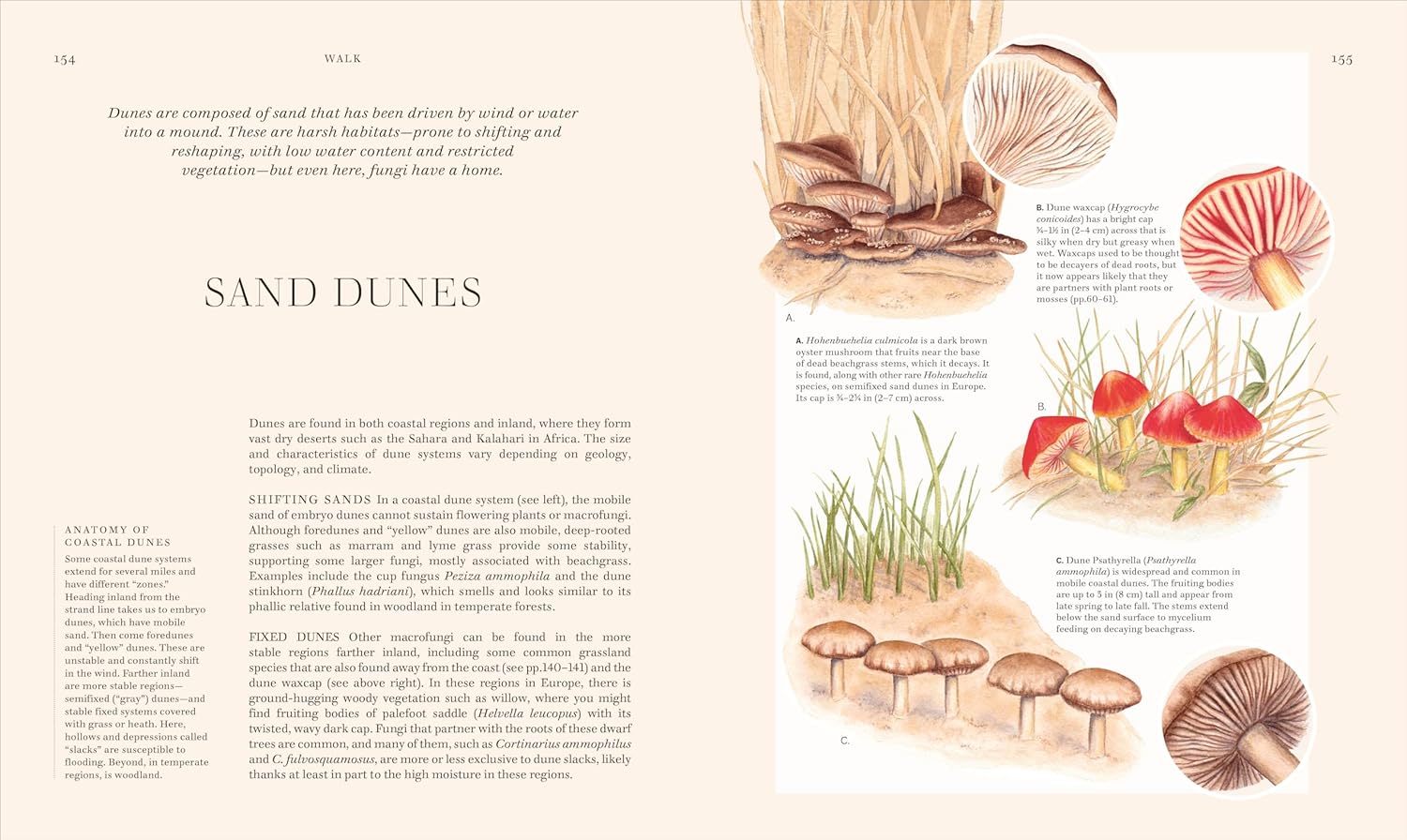 Fungi: Discover the Science and Secrets behind the World of Mushrooms - Image 4