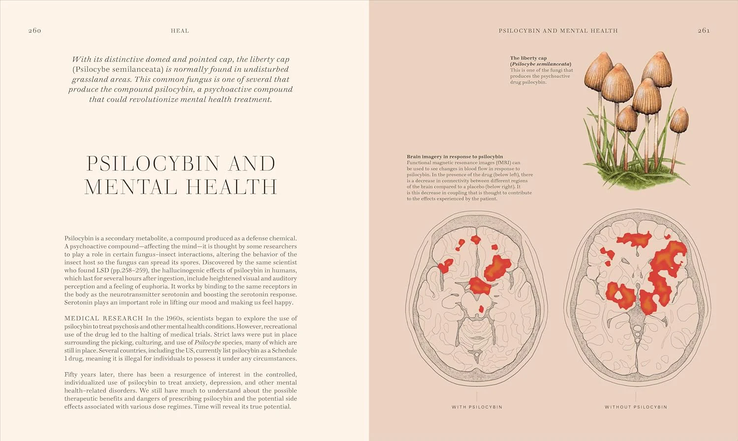 Fungi: Discover the Science and Secrets behind the World of Mushrooms - Image 7