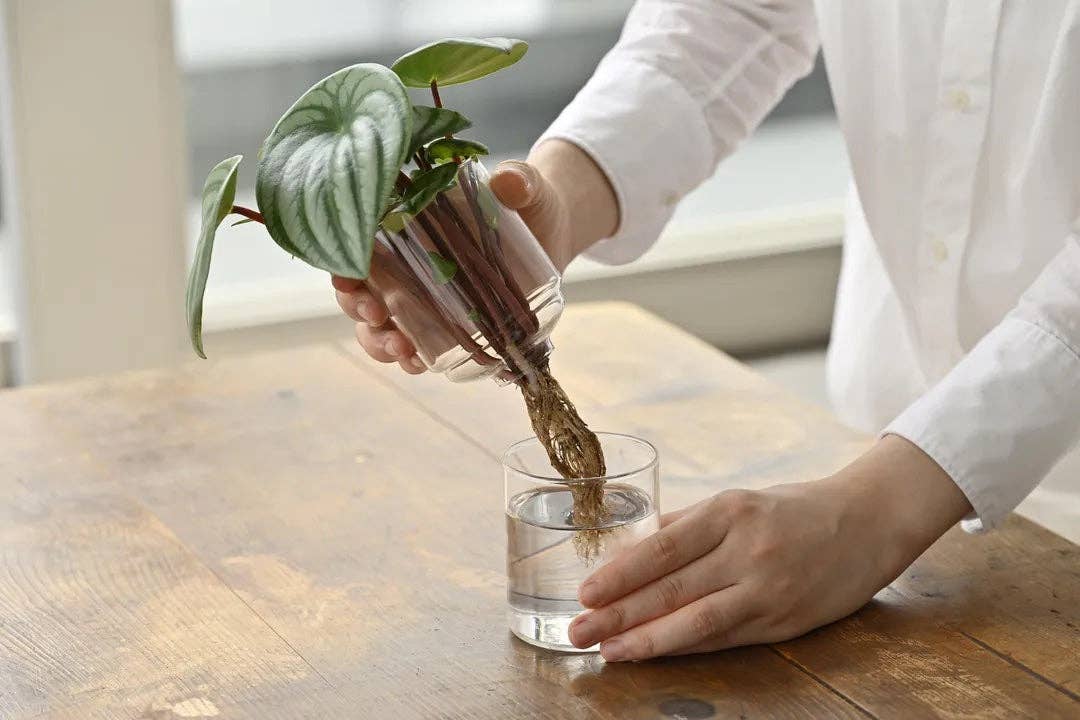 Glass Flower Vase - Image 14