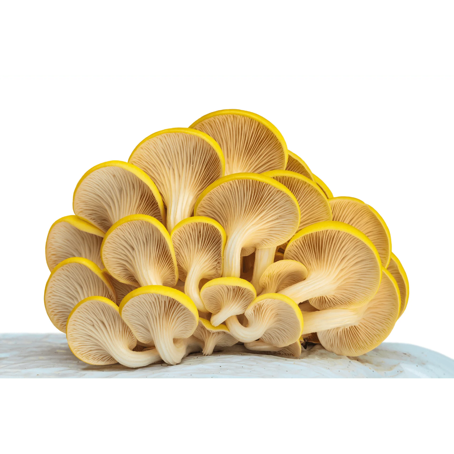 Golden Oyster Mushroom Growing Kit - Image 2