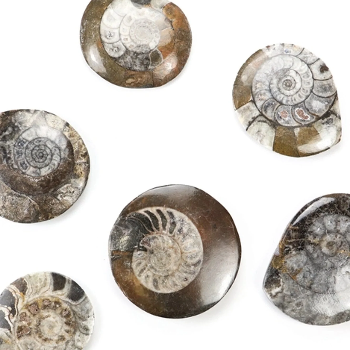 Goniatite Fossil - Image 2