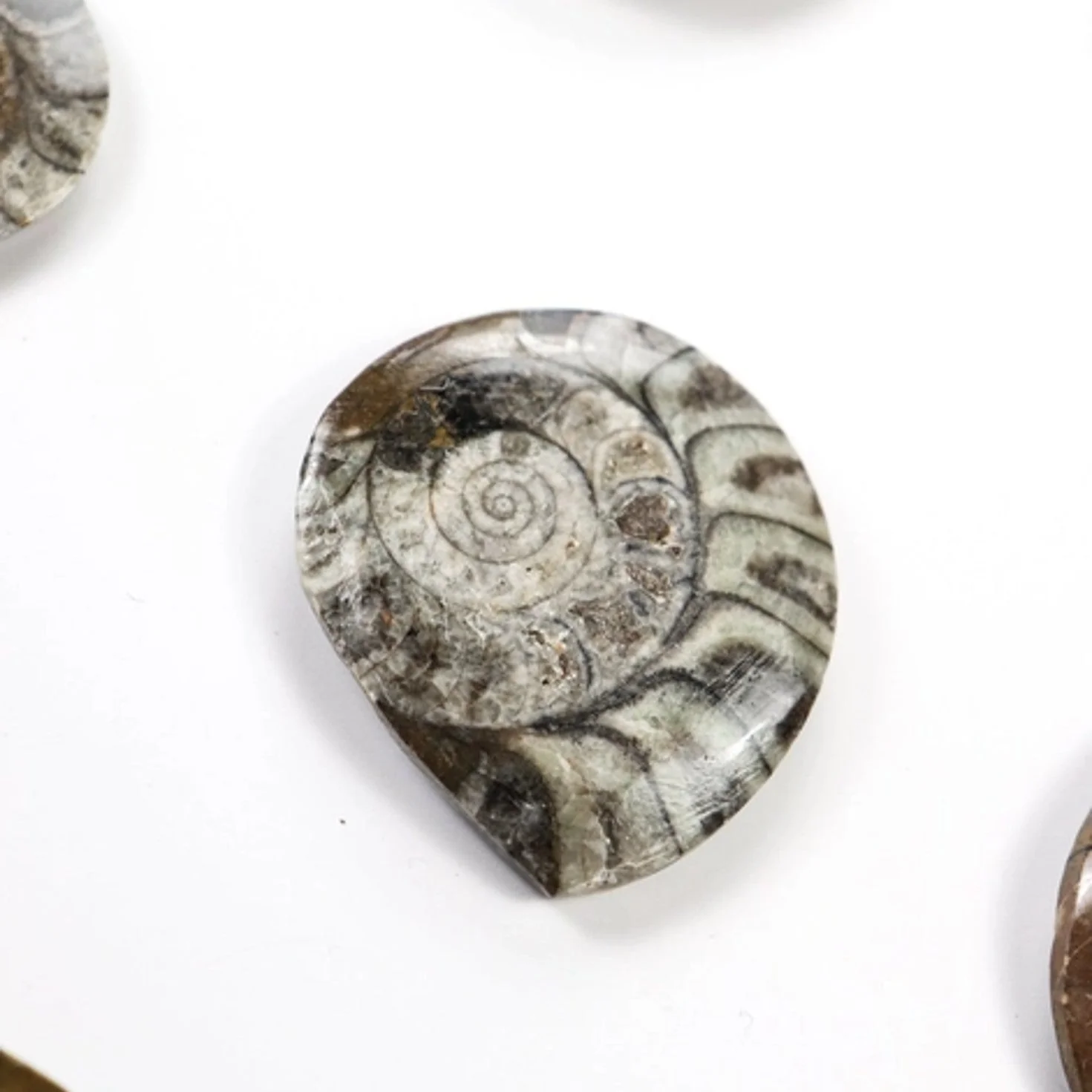 Goniatite Fossil - Image 3
