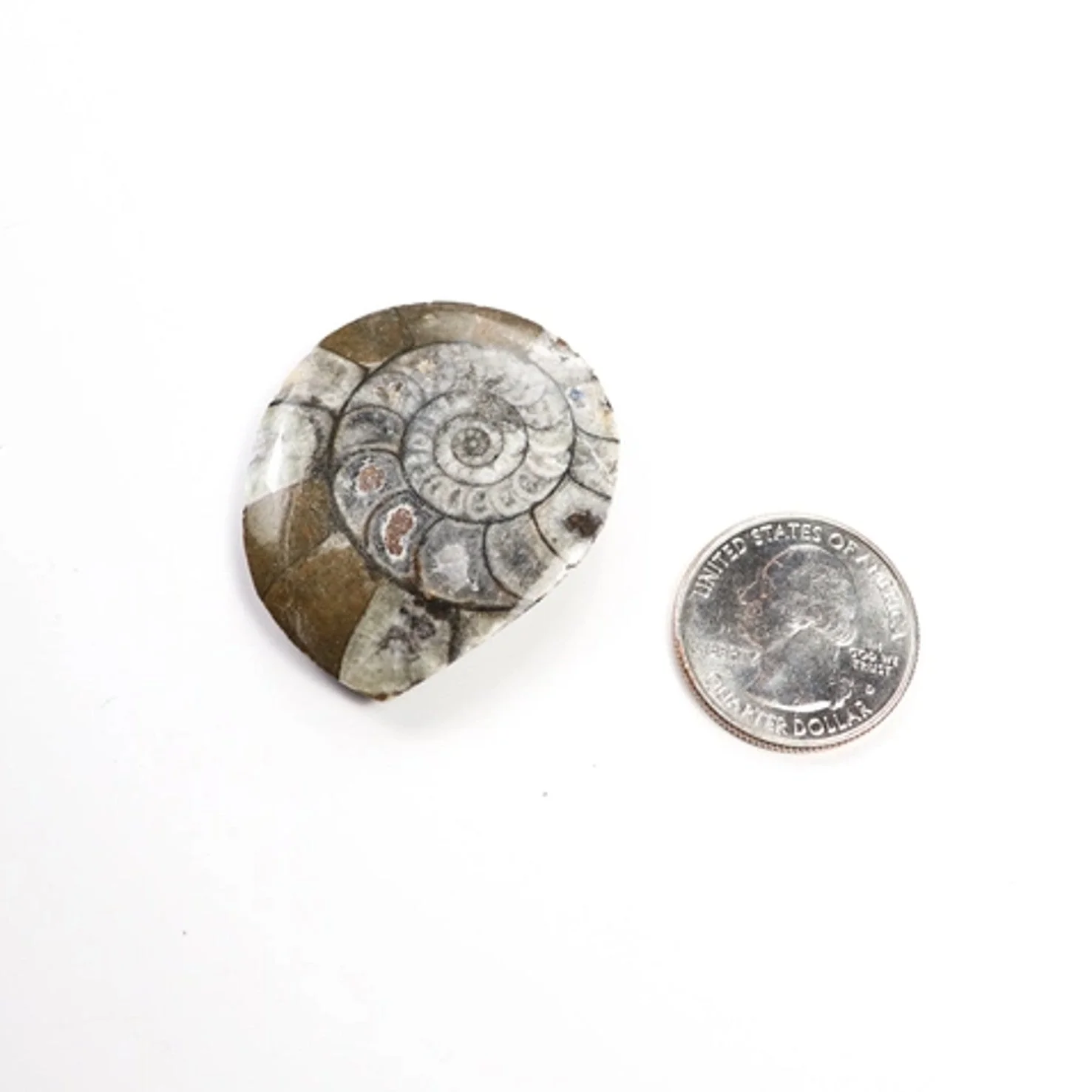 Goniatite Fossil - Image 5