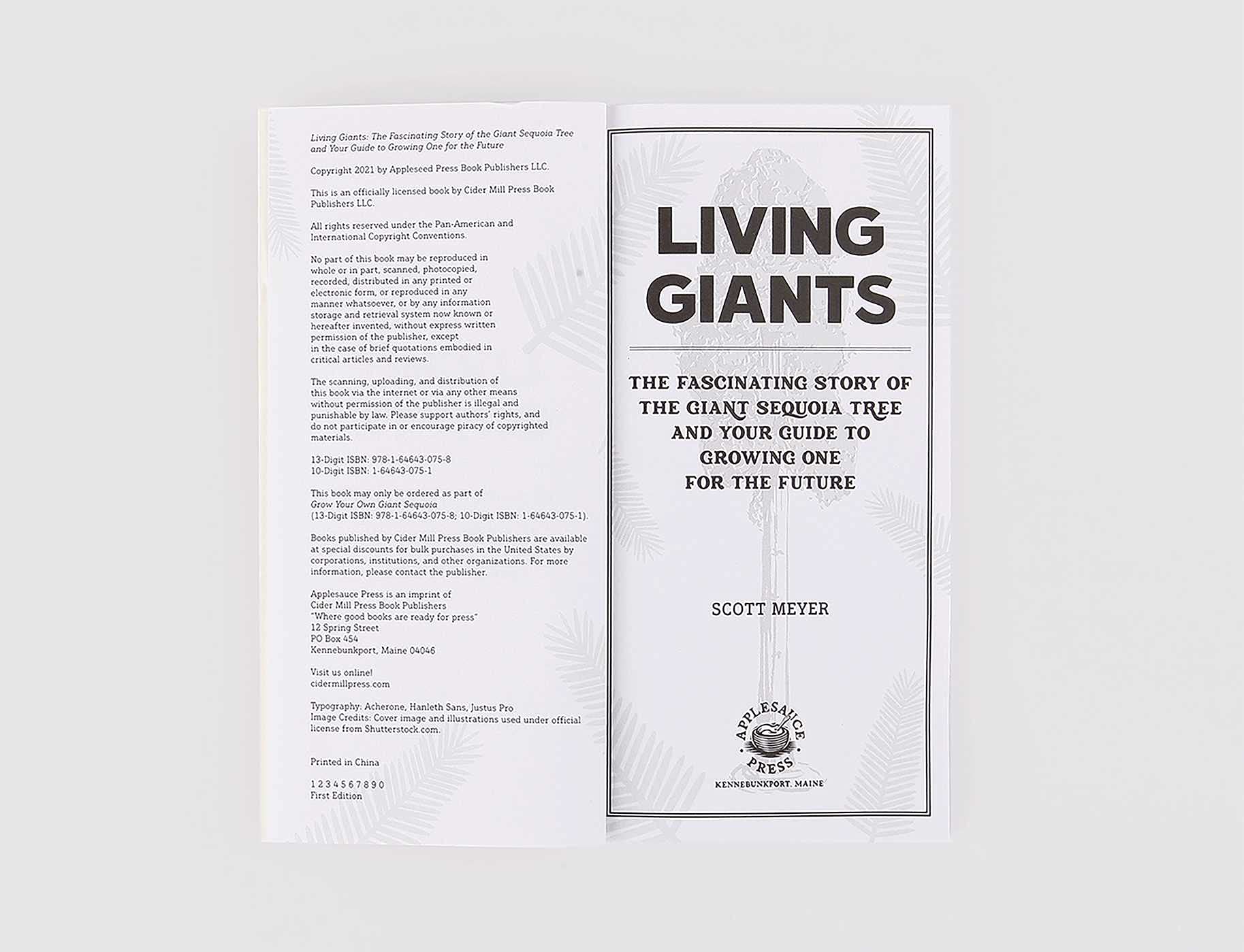Grow Your Own Giant Sequoia - Image 2