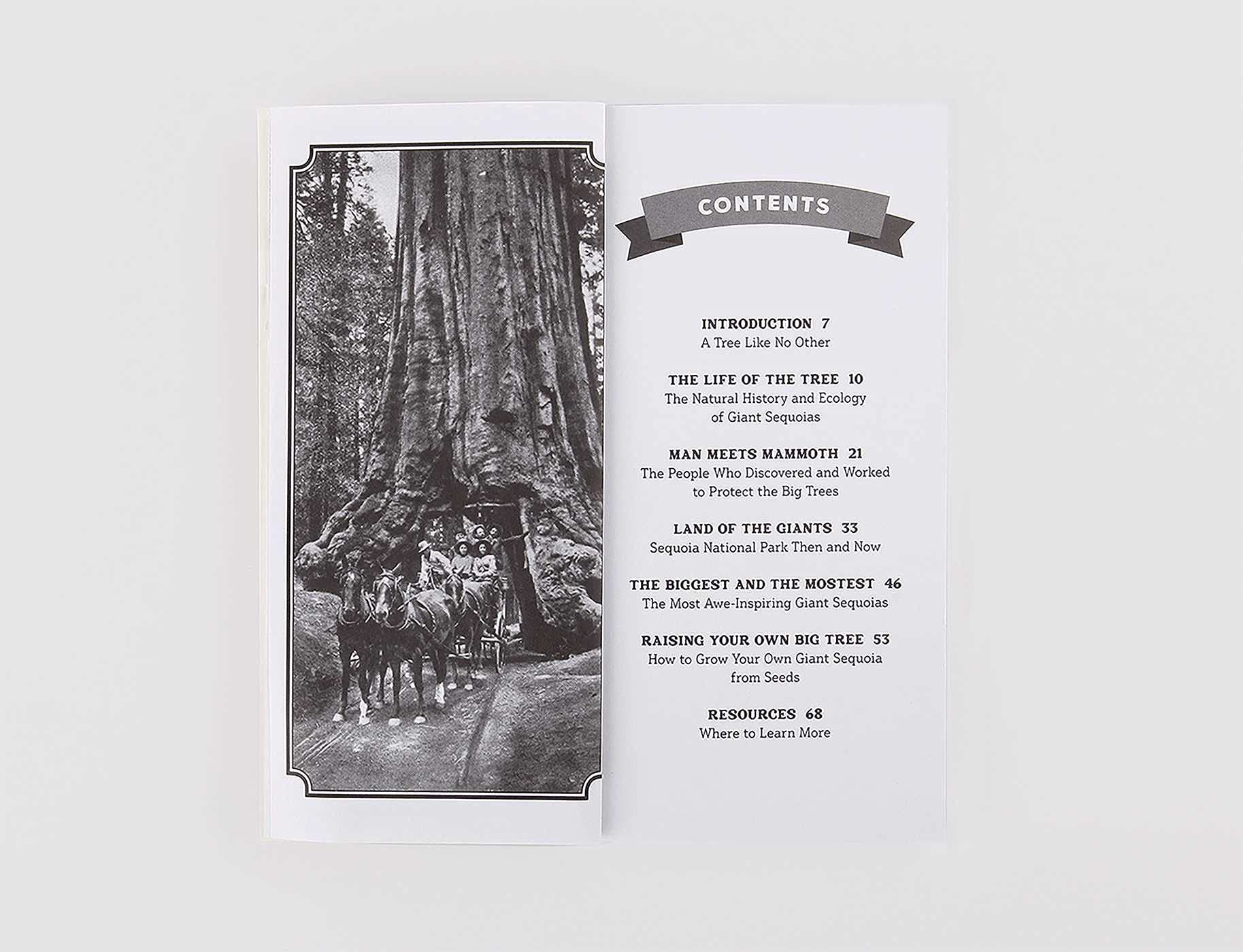 Grow Your Own Giant Sequoia - Image 3