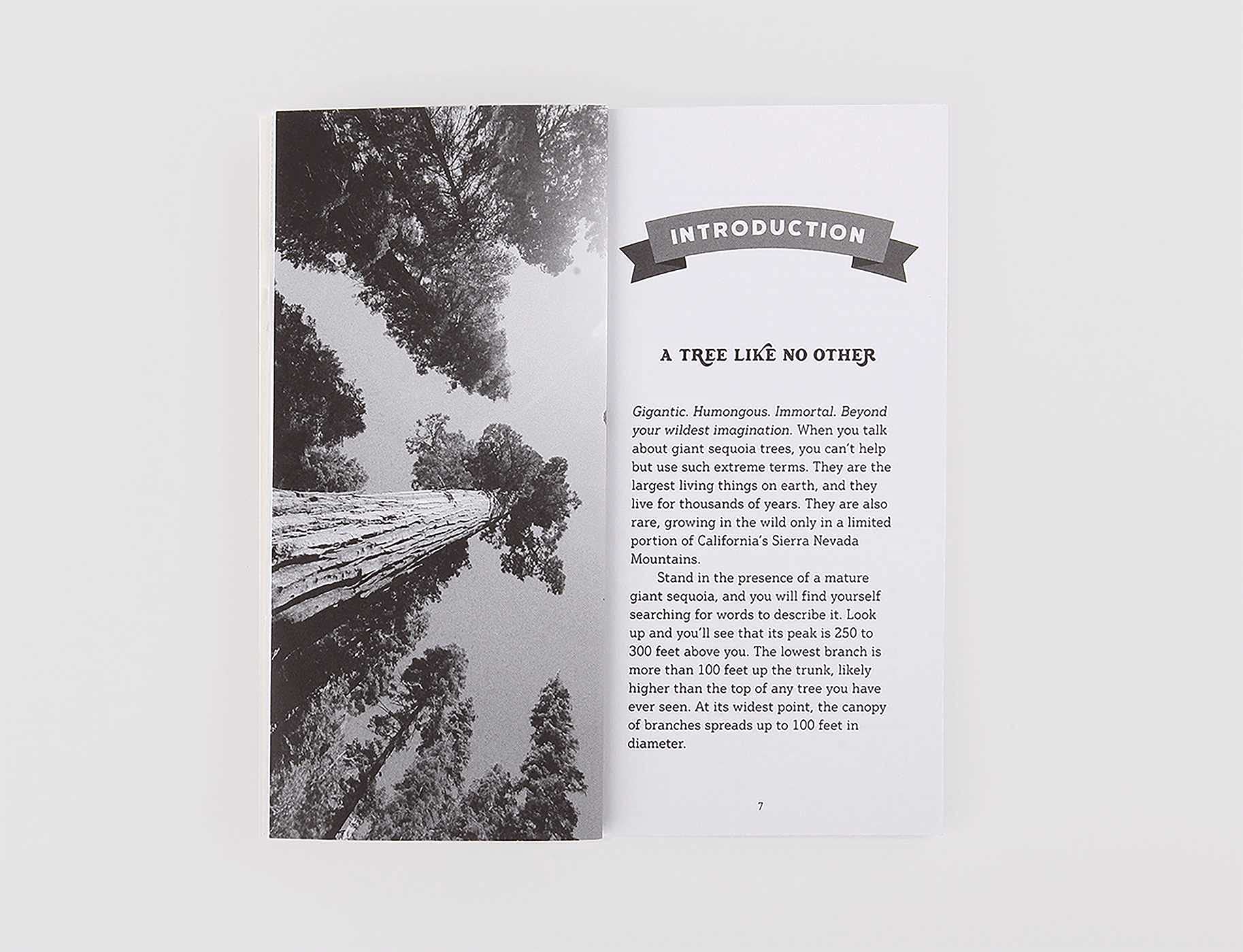 Grow Your Own Giant Sequoia - Image 4
