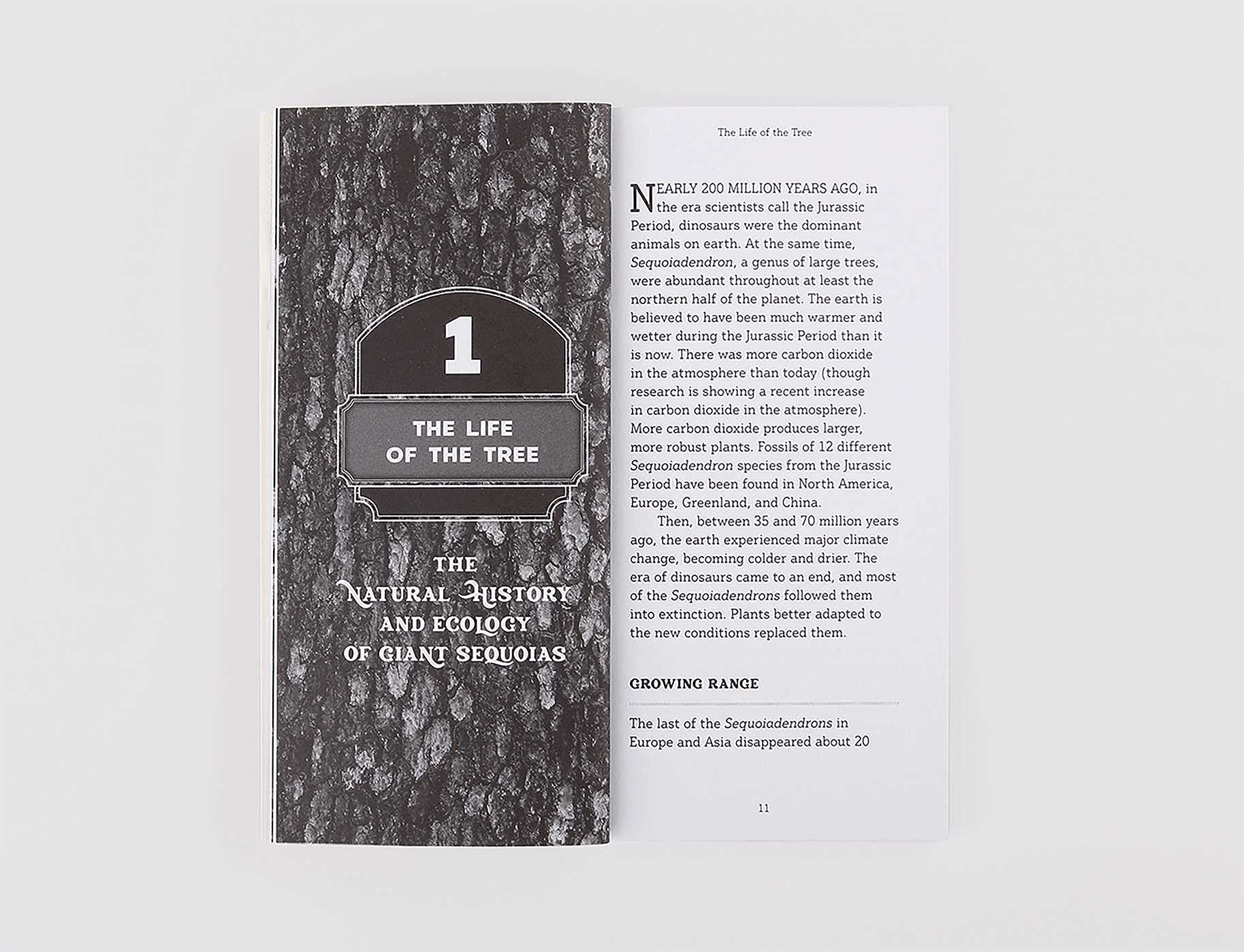 Grow Your Own Giant Sequoia - Image 6