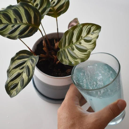 Instant Plant Food - Image 4