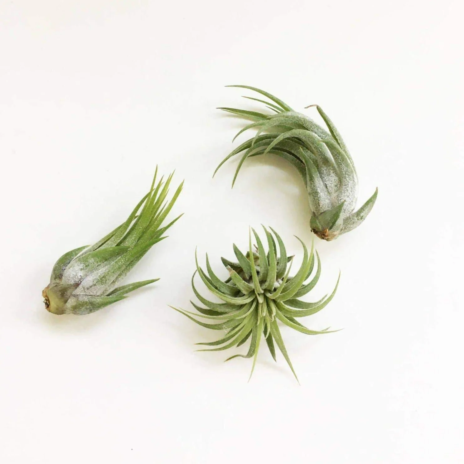 Ionantha Variety Air Plant