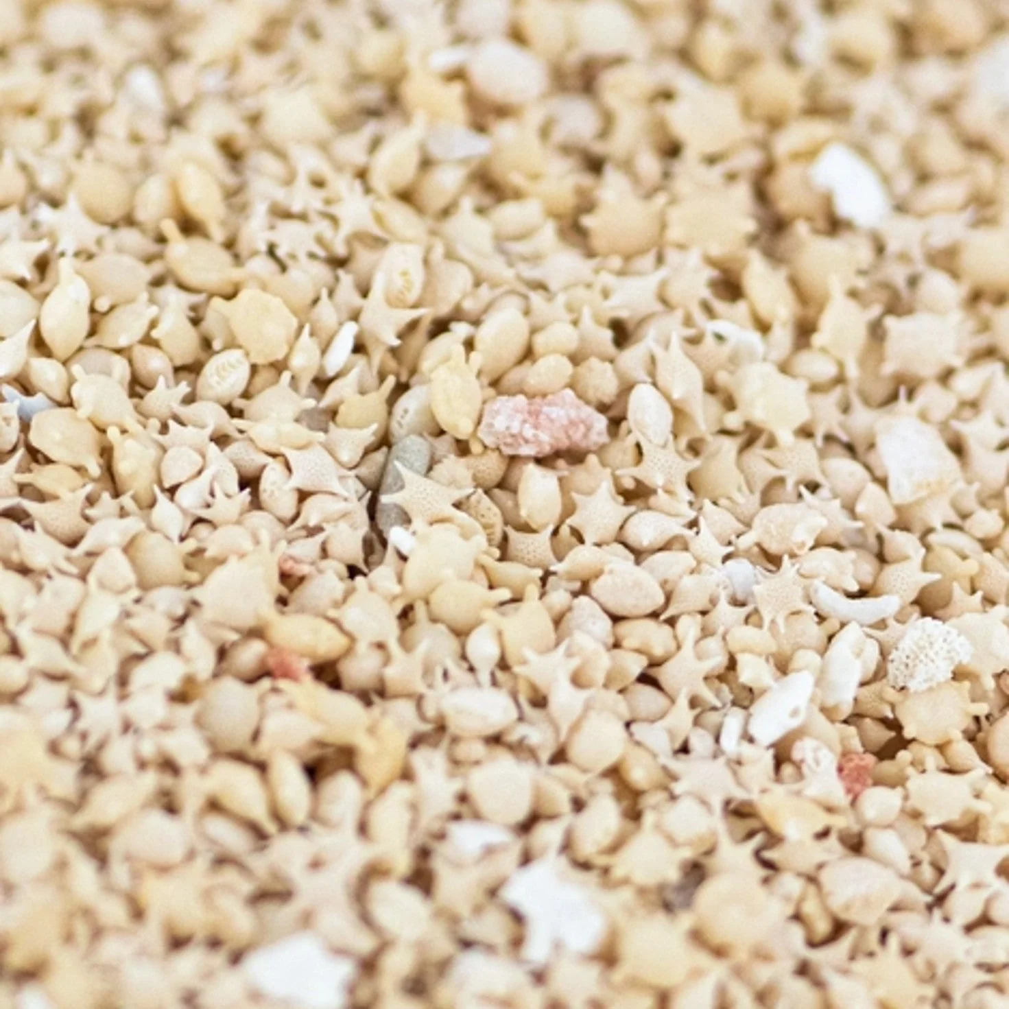 Japanese Star Sand - Image 4