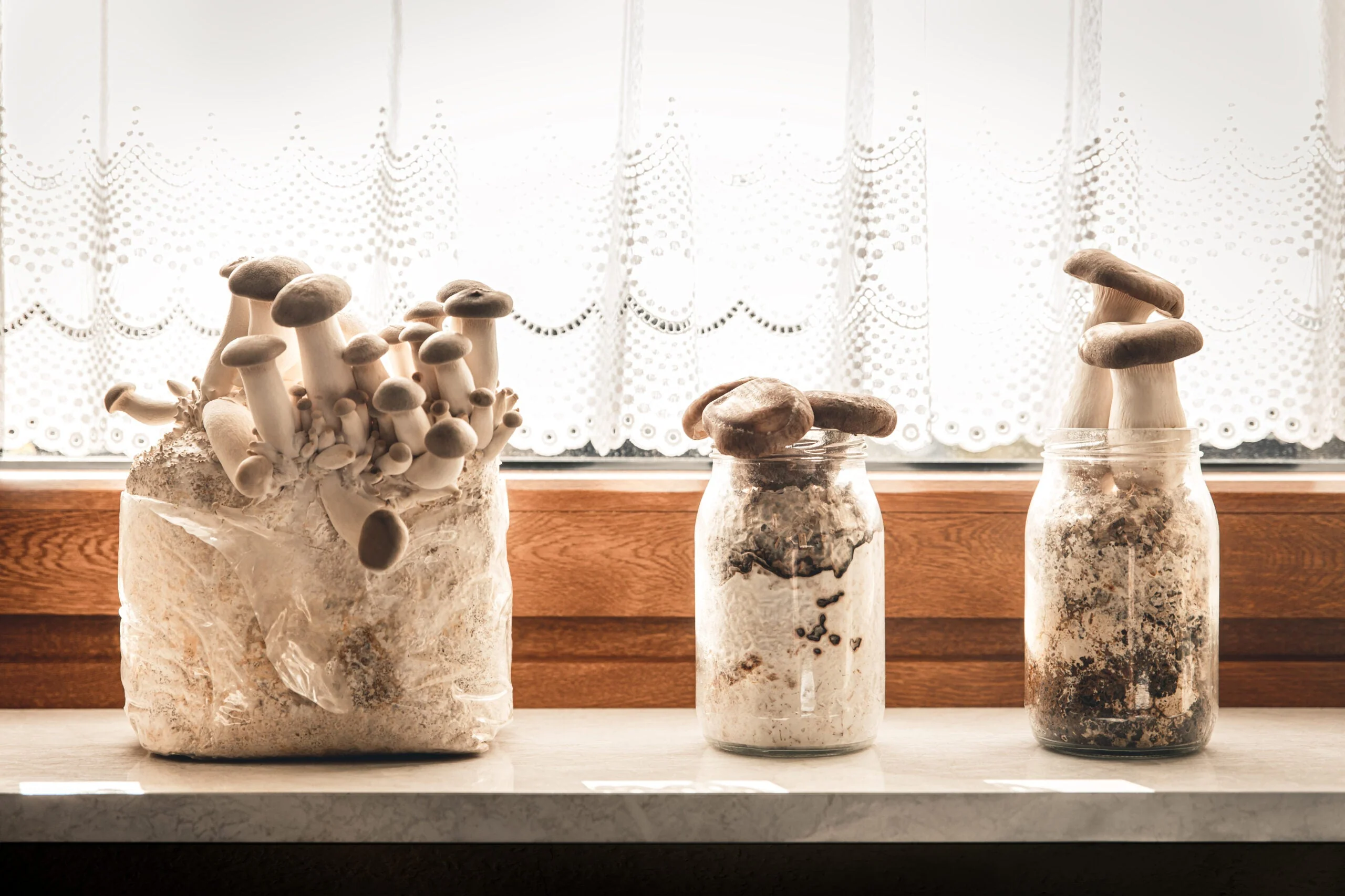 King Oyster Gourmet Mushroom Growing Kit - Image 2
