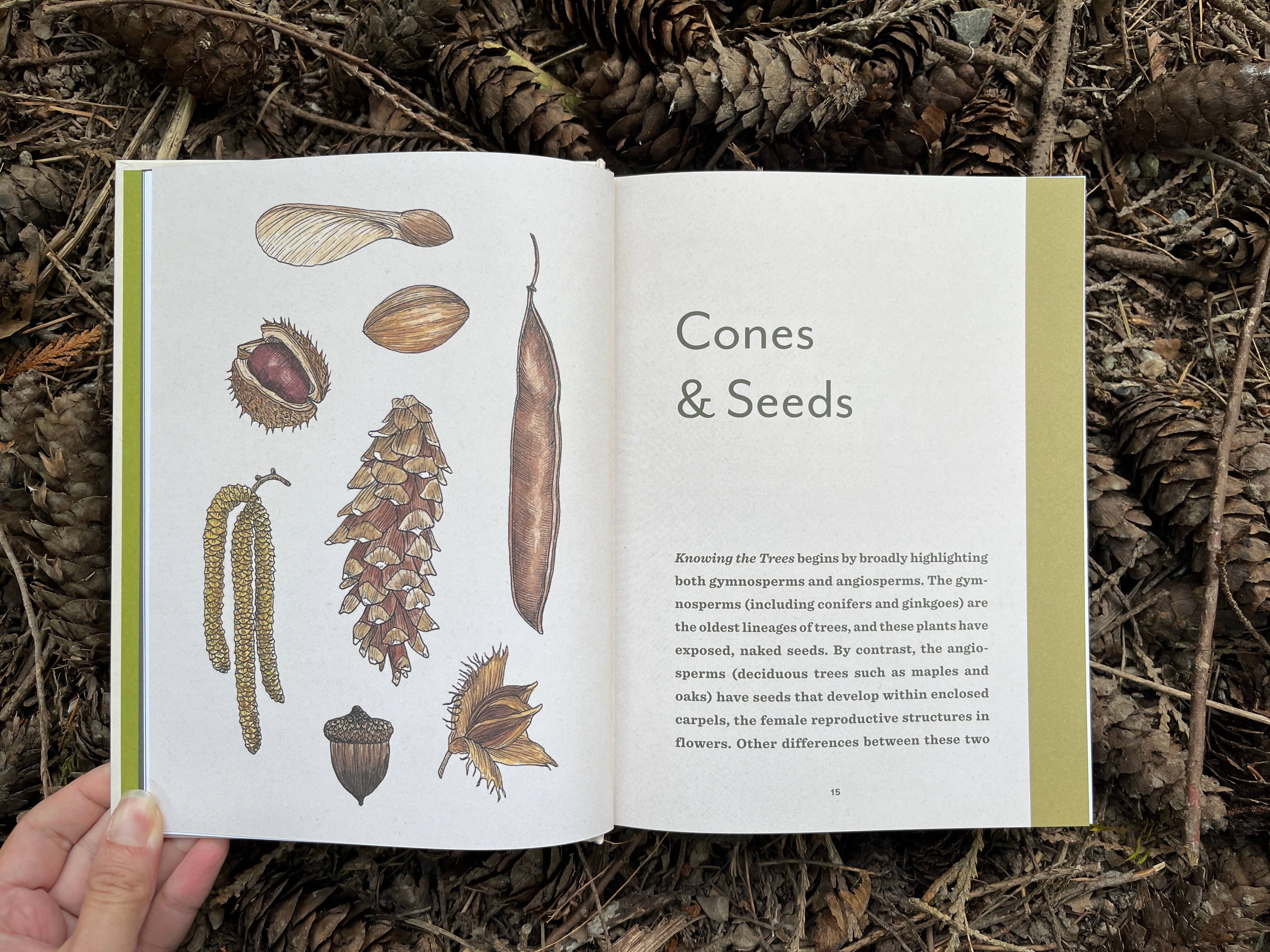 Knowing the Trees: Discover the Forest from Seed to Snag - Image 2