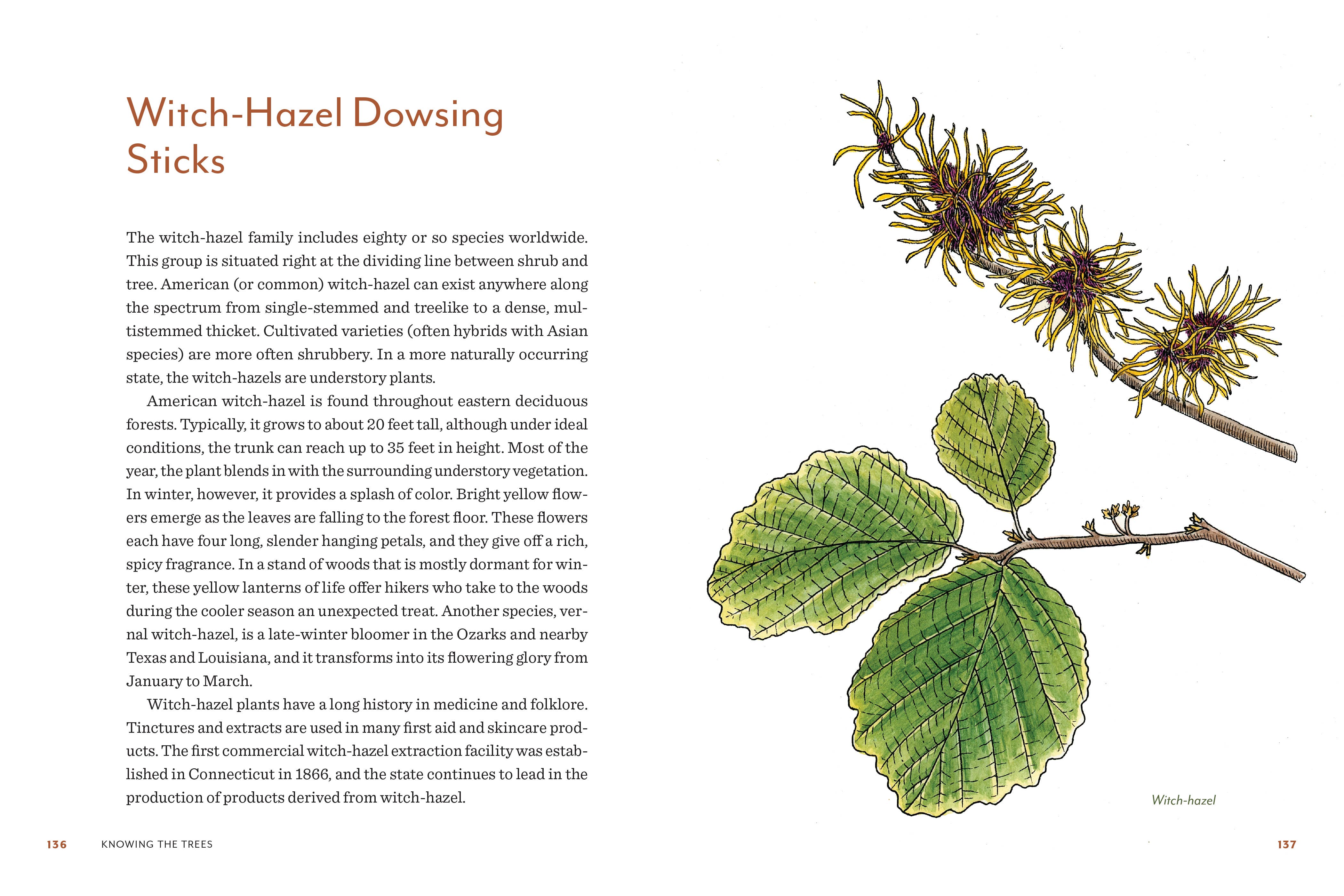 Knowing the Trees: Discover the Forest from Seed to Snag - Image 4