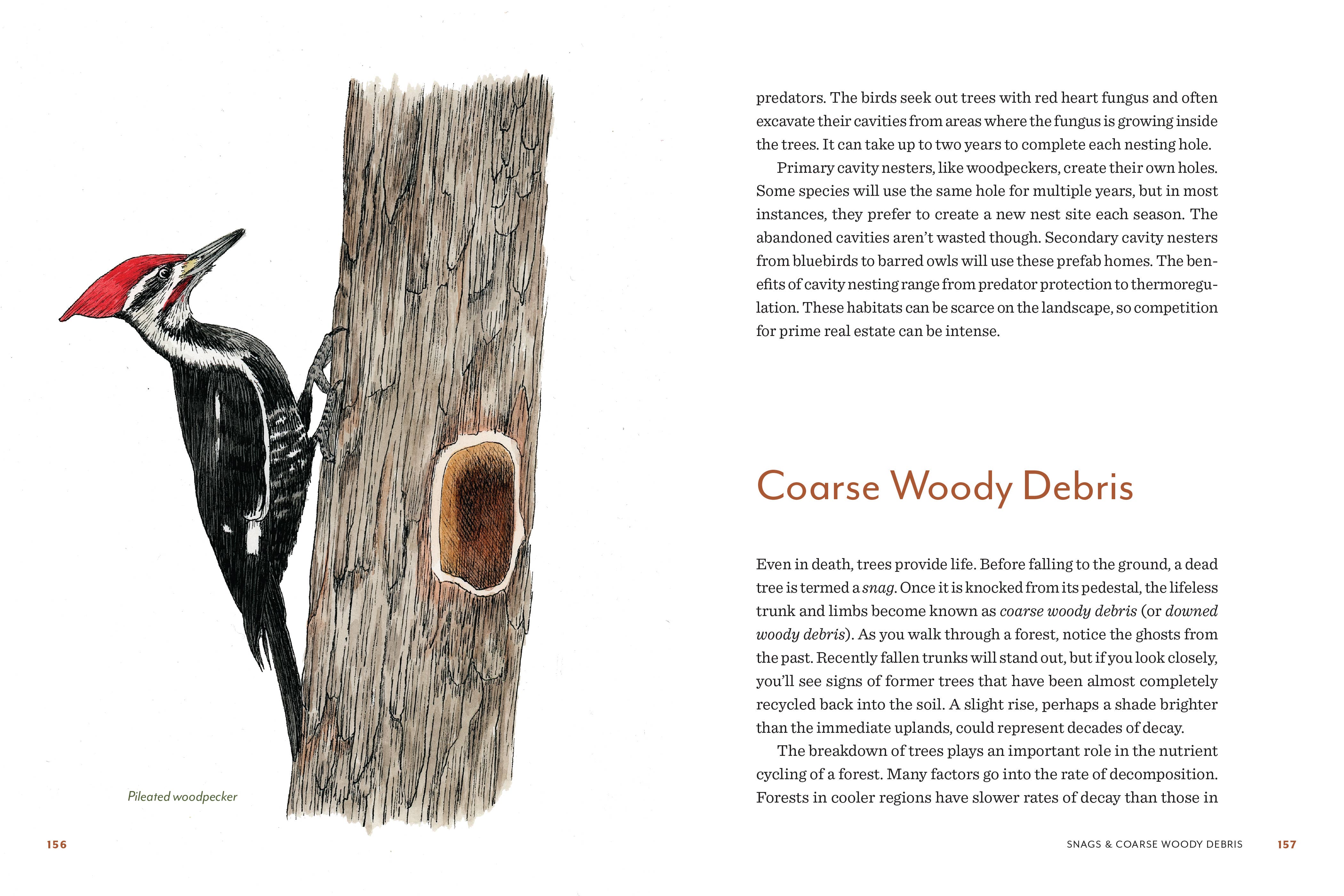 Knowing the Trees: Discover the Forest from Seed to Snag - Image 5