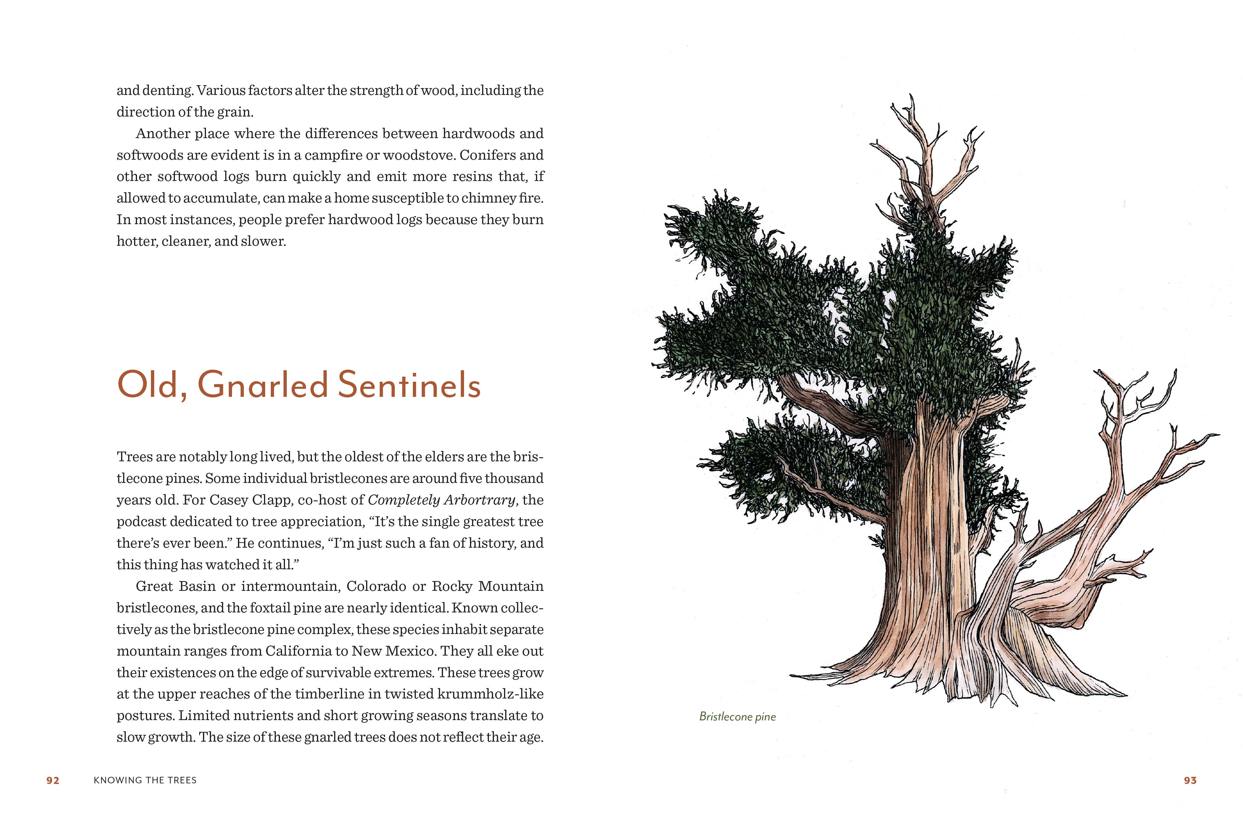 Knowing the Trees: Discover the Forest from Seed to Snag - Image 6