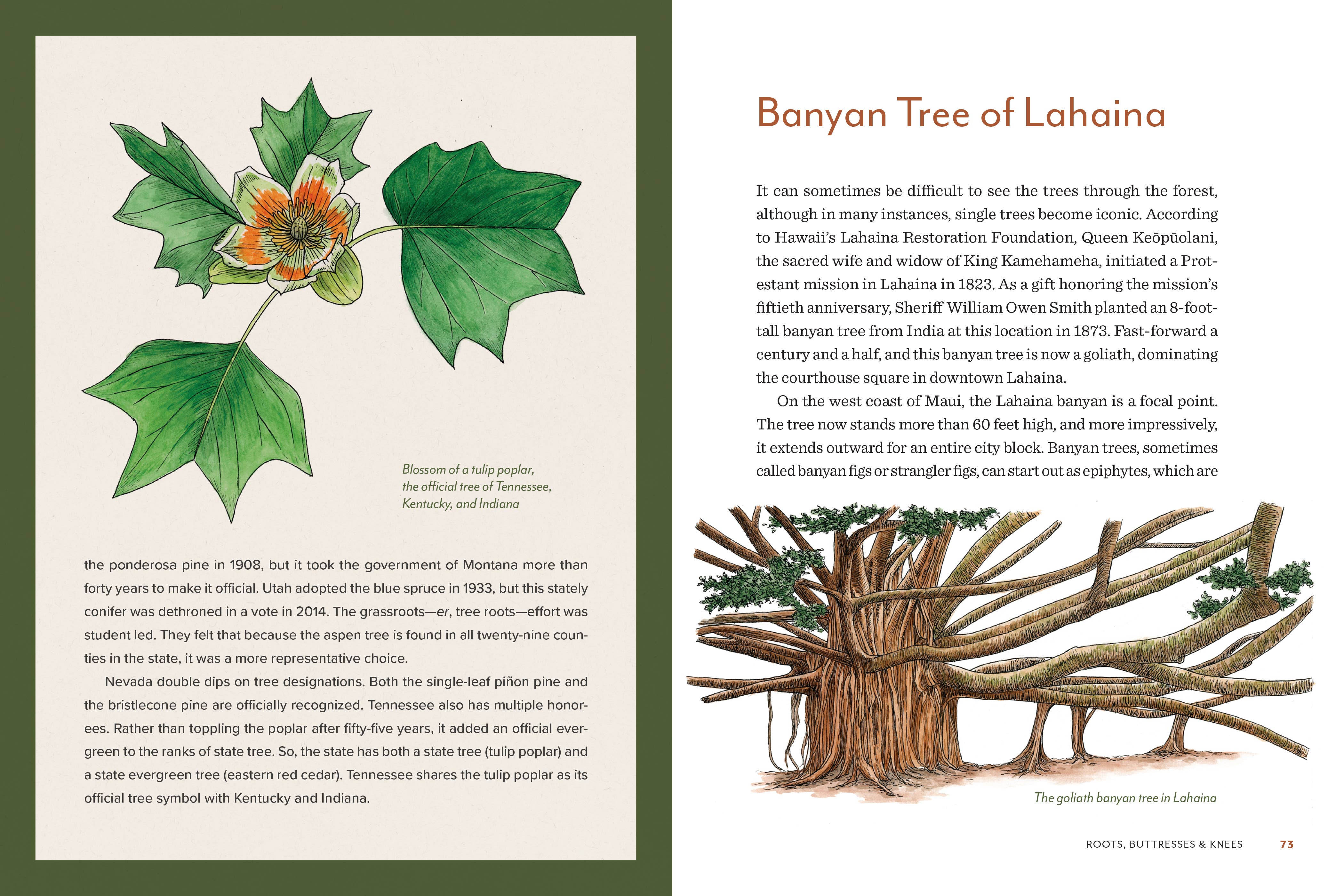 Knowing the Trees: Discover the Forest from Seed to Snag - Image 7