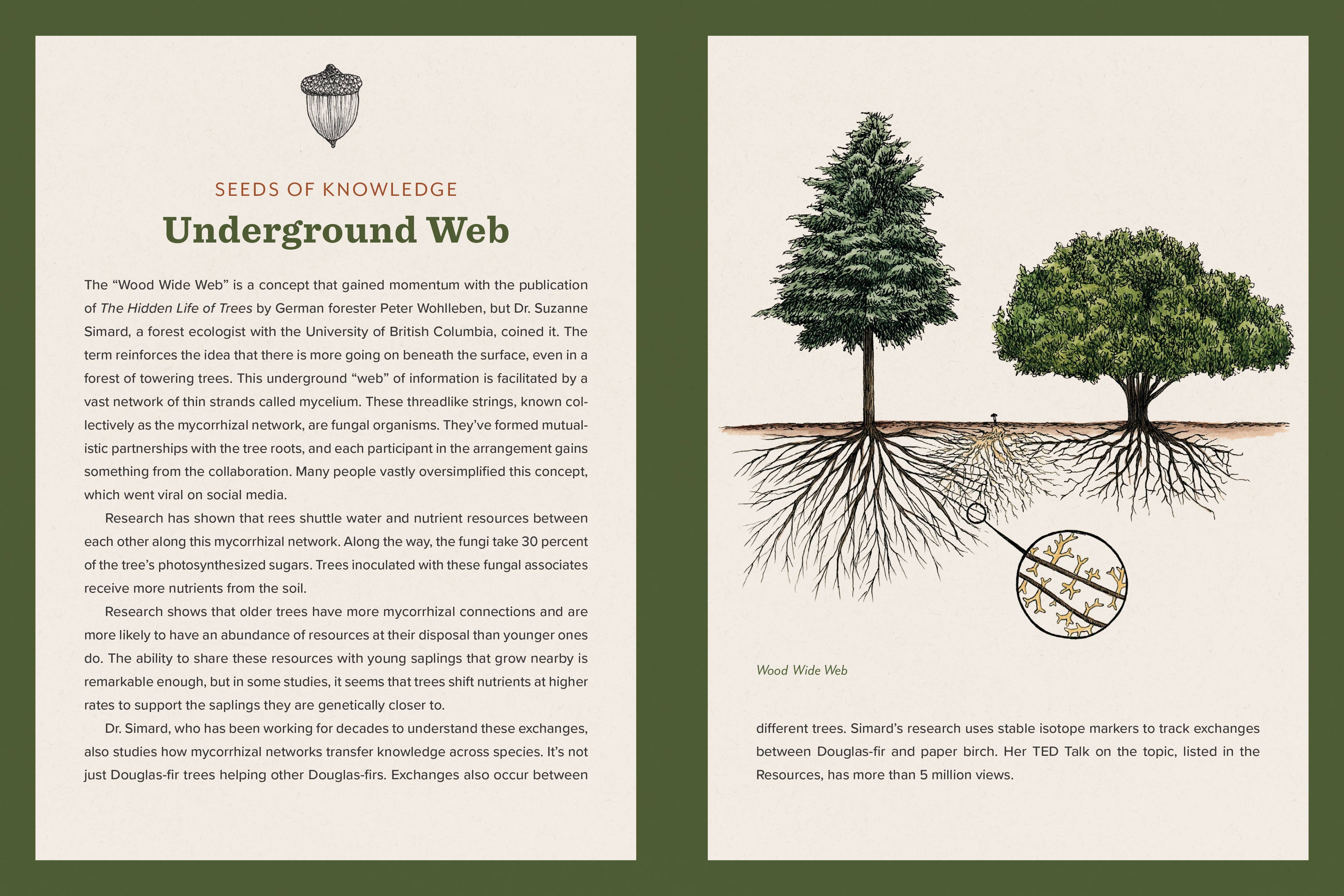 Knowing the Trees: Discover the Forest from Seed to Snag - Image 8