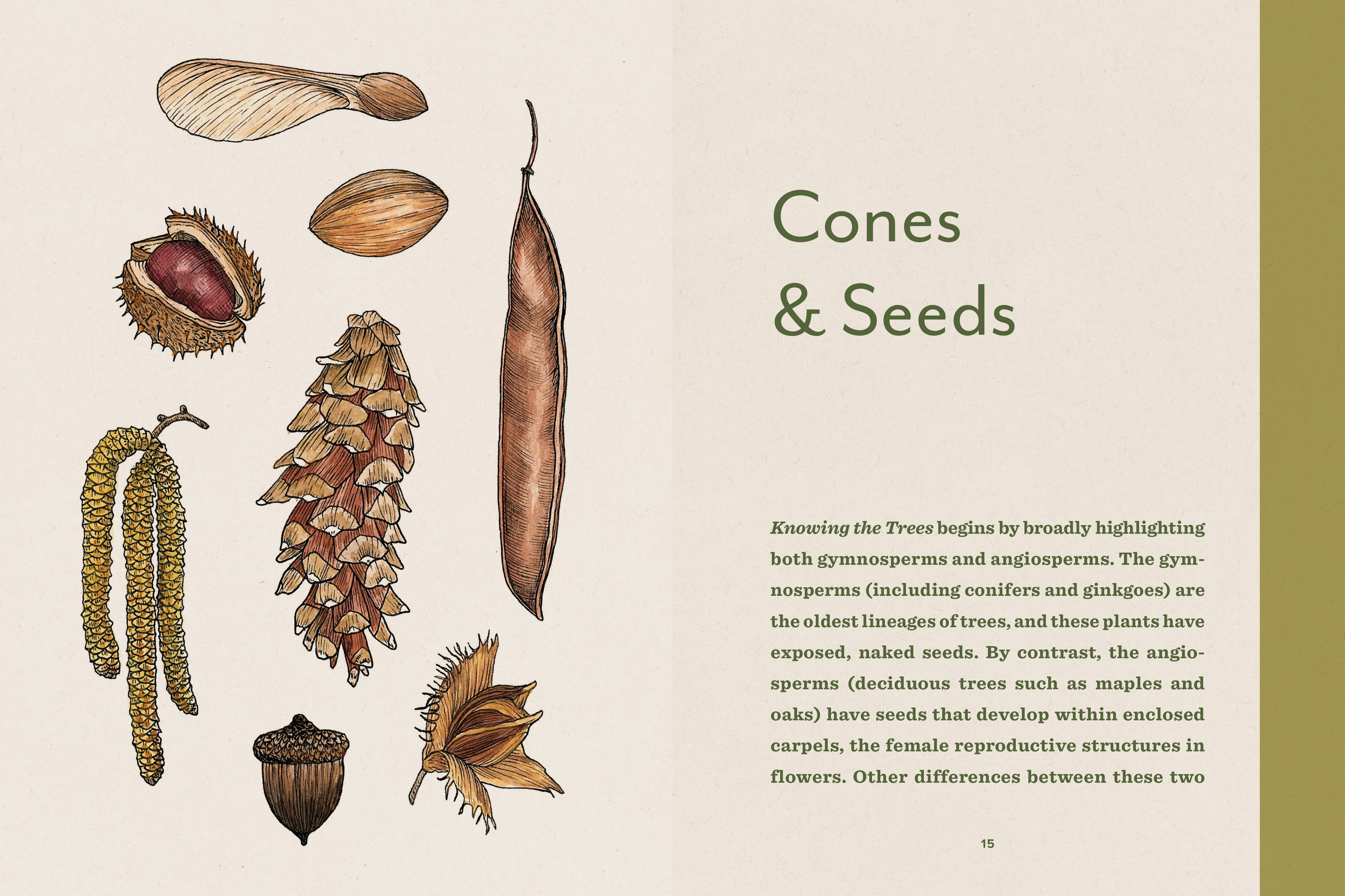 Knowing the Trees: Discover the Forest from Seed to Snag - Image 9