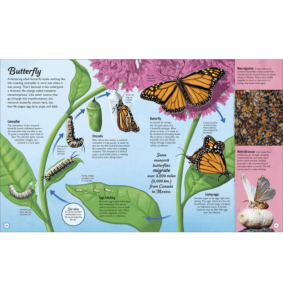 Life Cycles: Everything From Start to Finish - Image 3