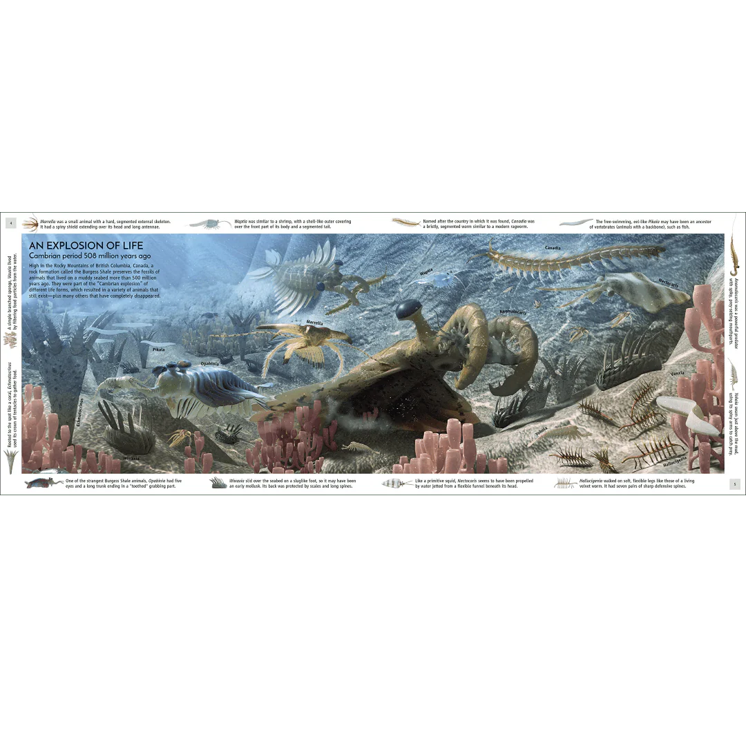 Life Through Time: The 700-Million-Year Story of Life On Earth - Image 2