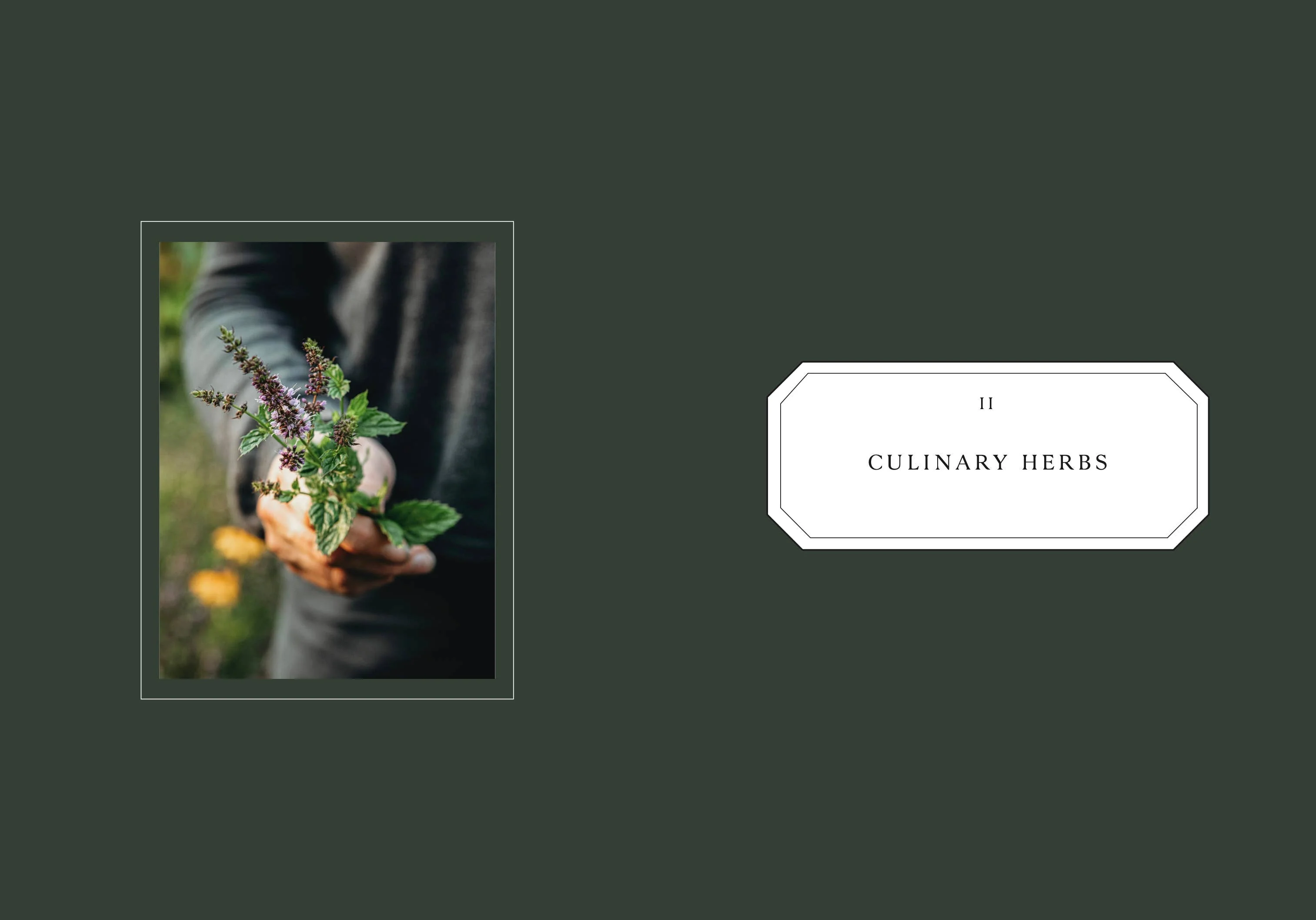 Living with Herbs - Image 3