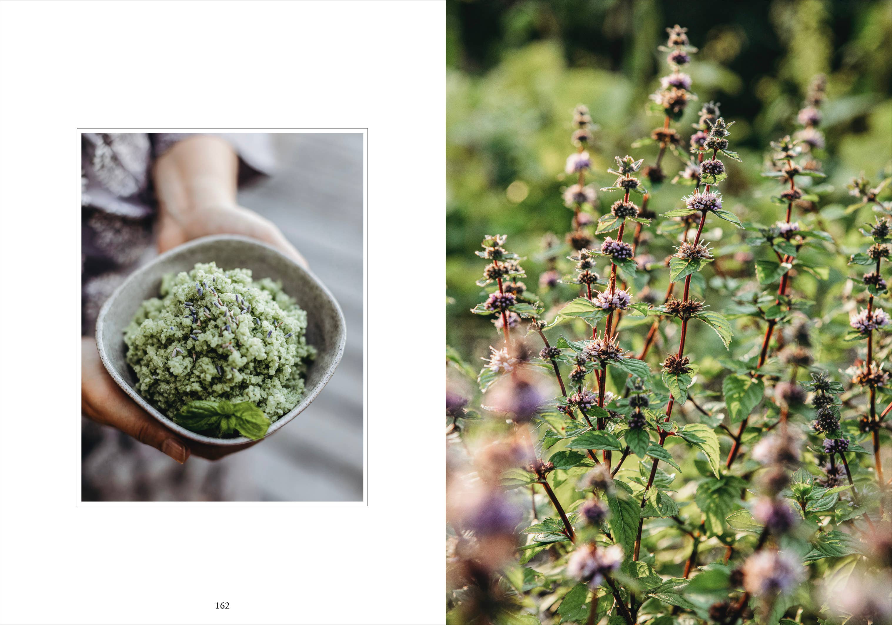 Living with Herbs - Image 6