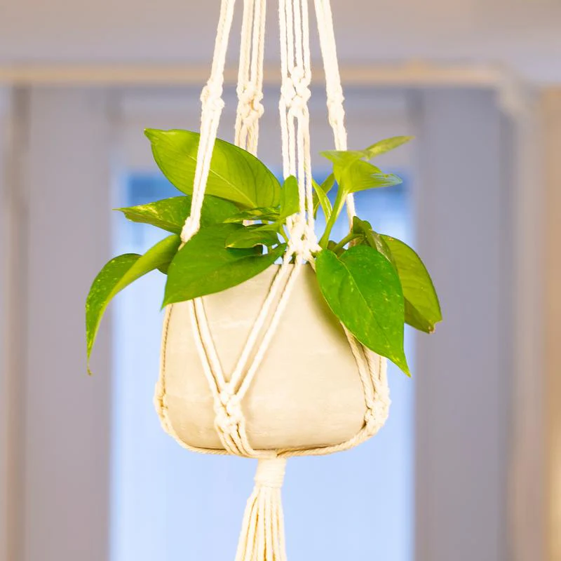 Macrame & Cement Hanging Planter