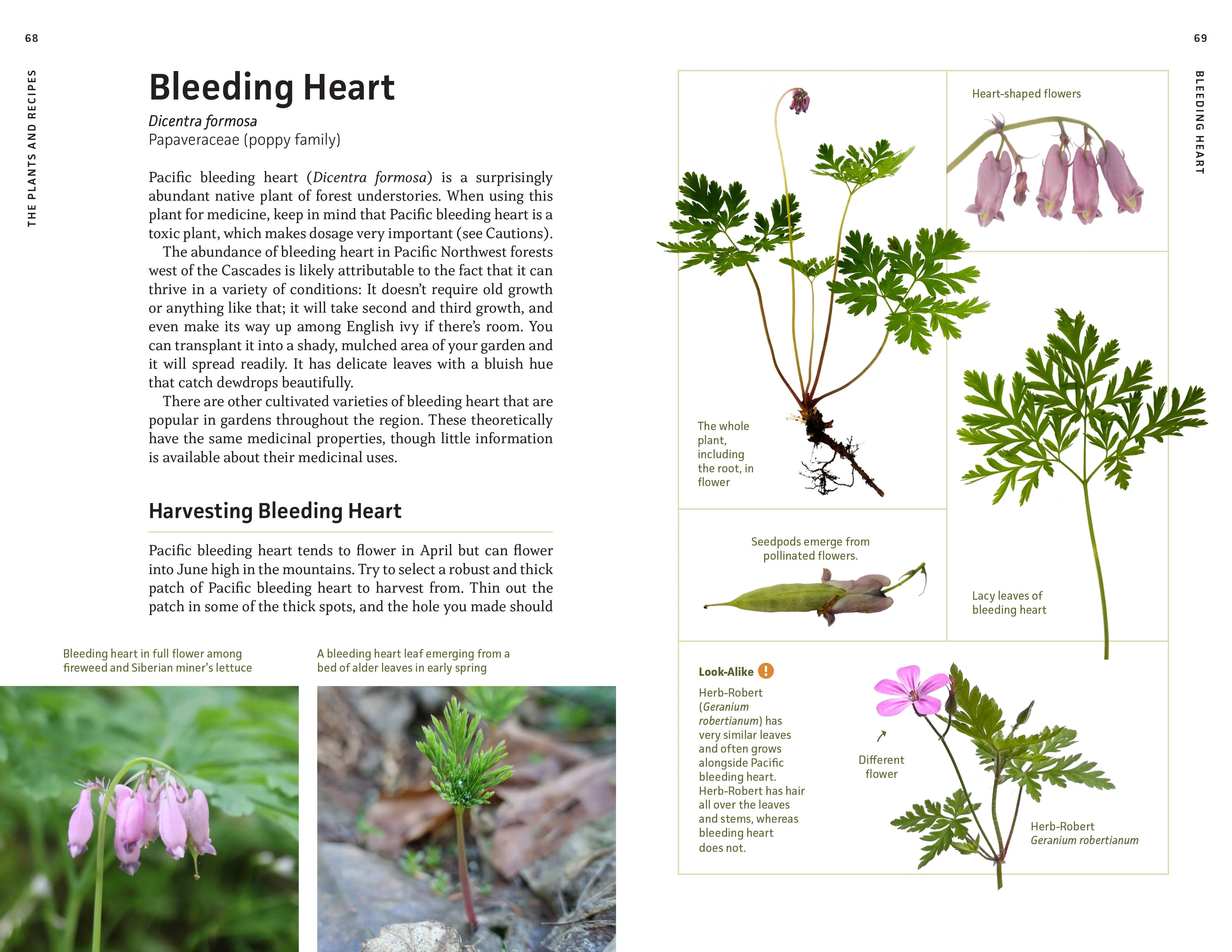 Medicinal Plants of the Pacific Northwest - Image 3