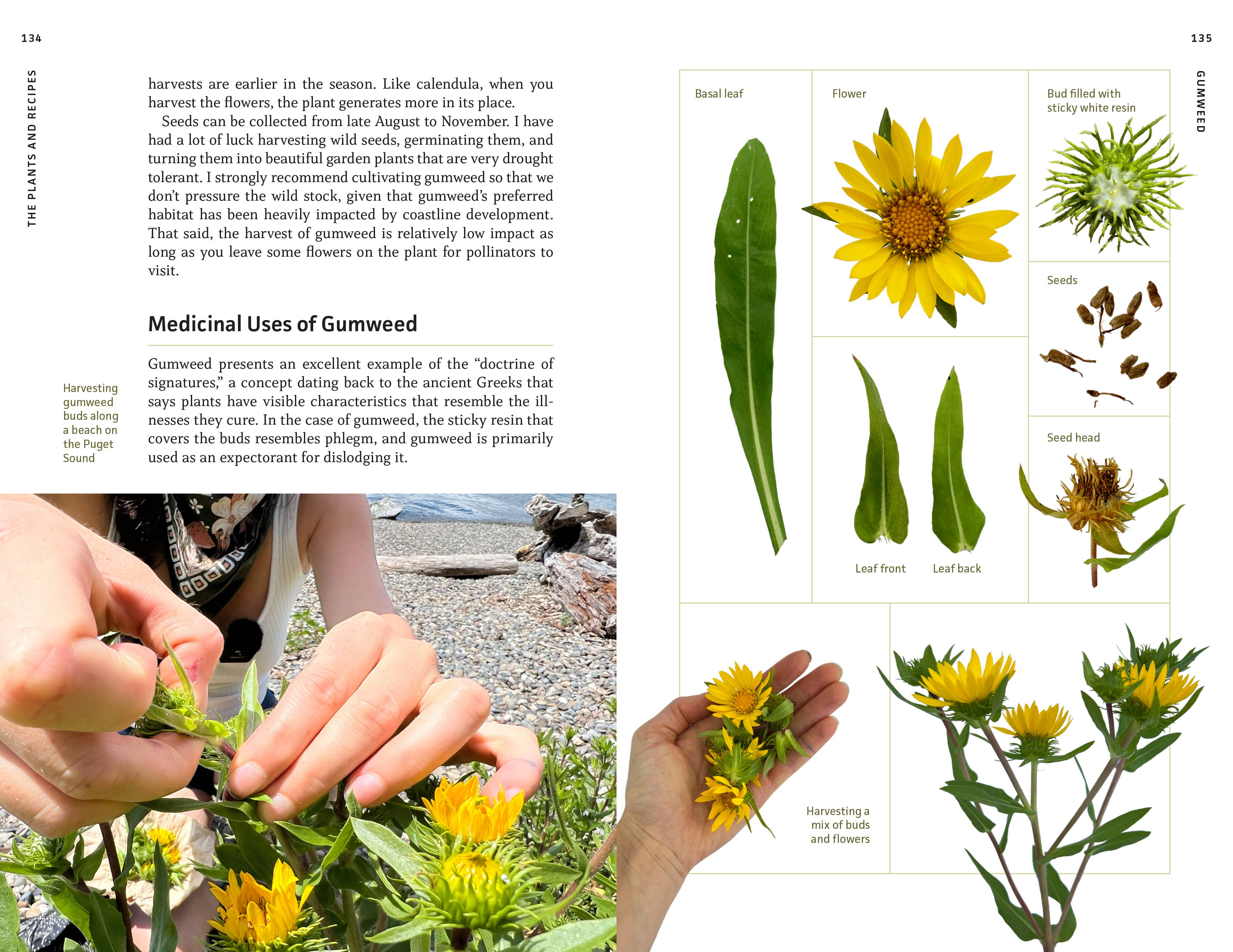 Medicinal Plants of the Pacific Northwest - Image 6