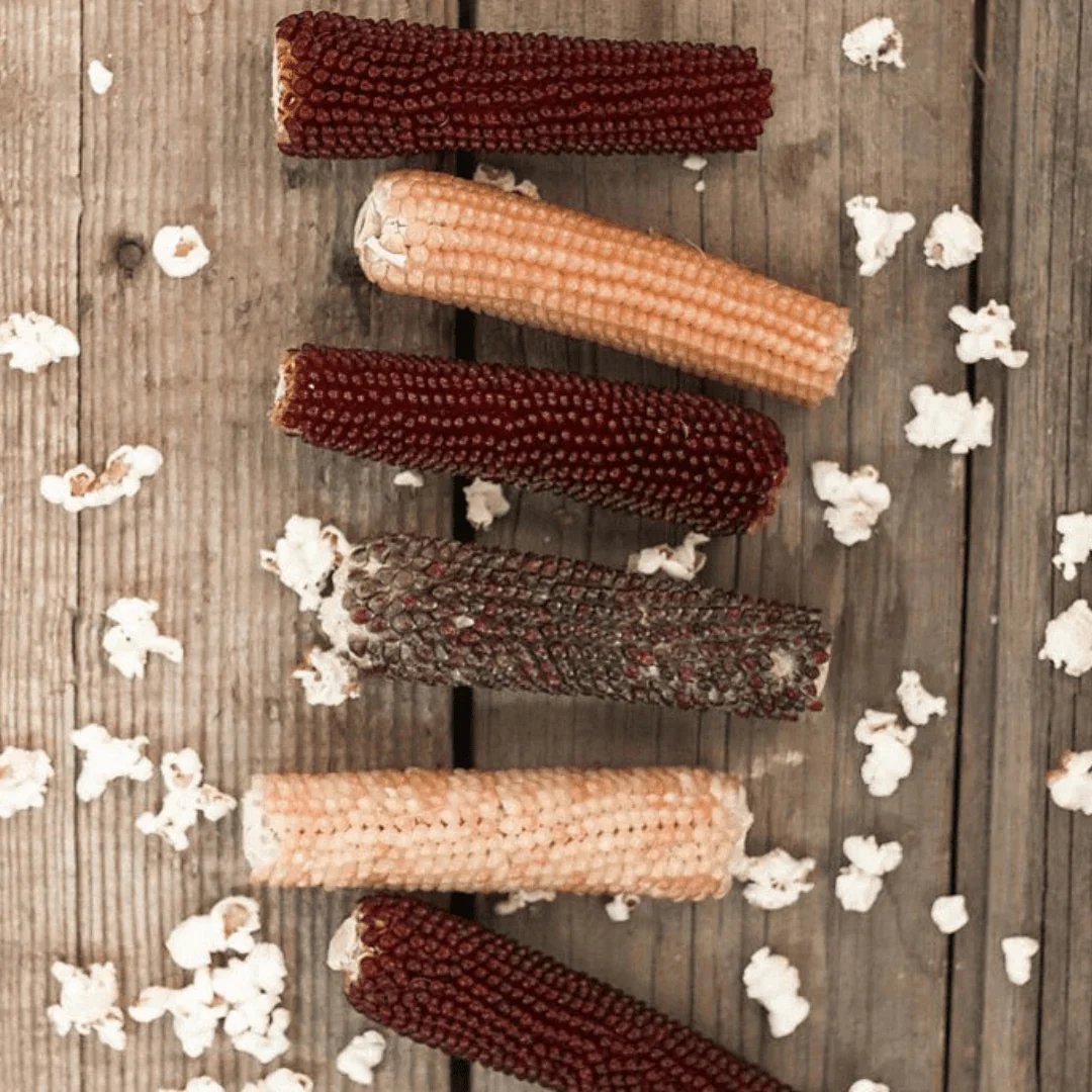 Microwavable Popcorn on the Cob - Image 3