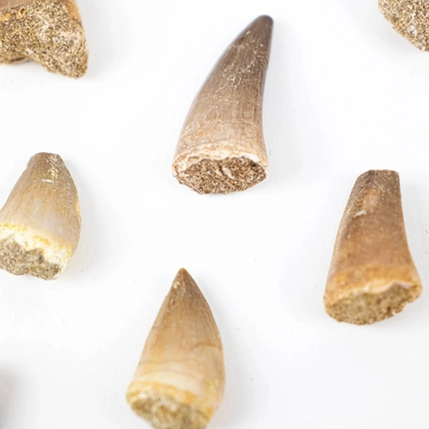 Mosasaurus Tooth Fossil - Image 2