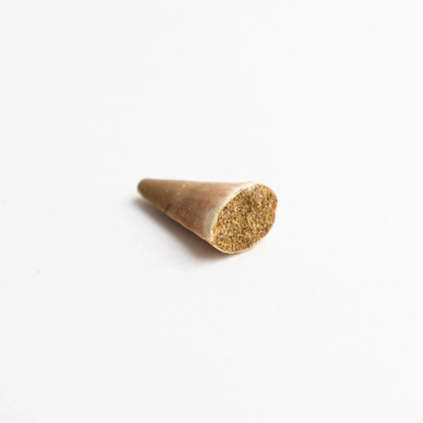 Mosasaurus Tooth Fossil - Image 4