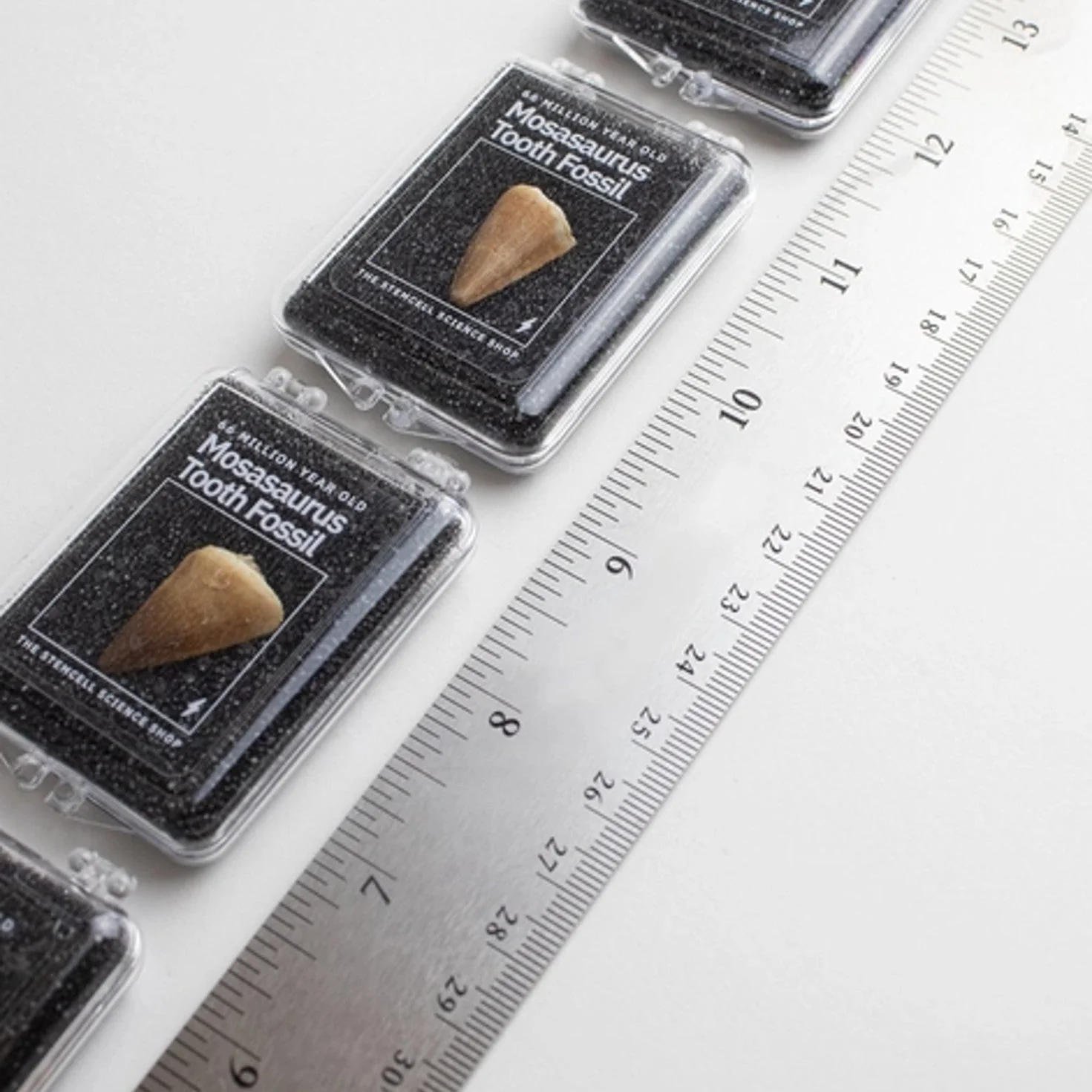 Mosasaurus Tooth Fossil - Image 5