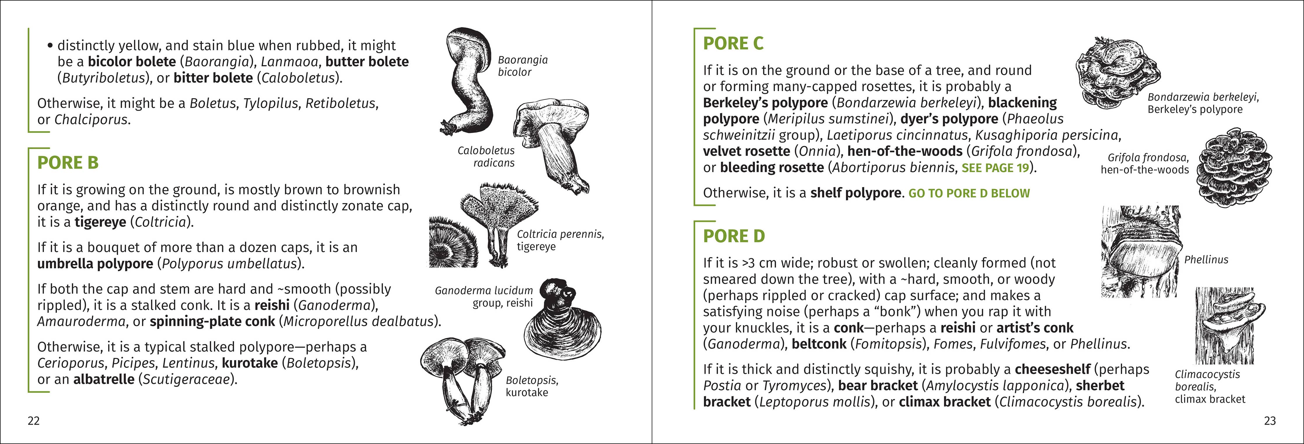 Mushroom Finder Pocket Guide - Image 3