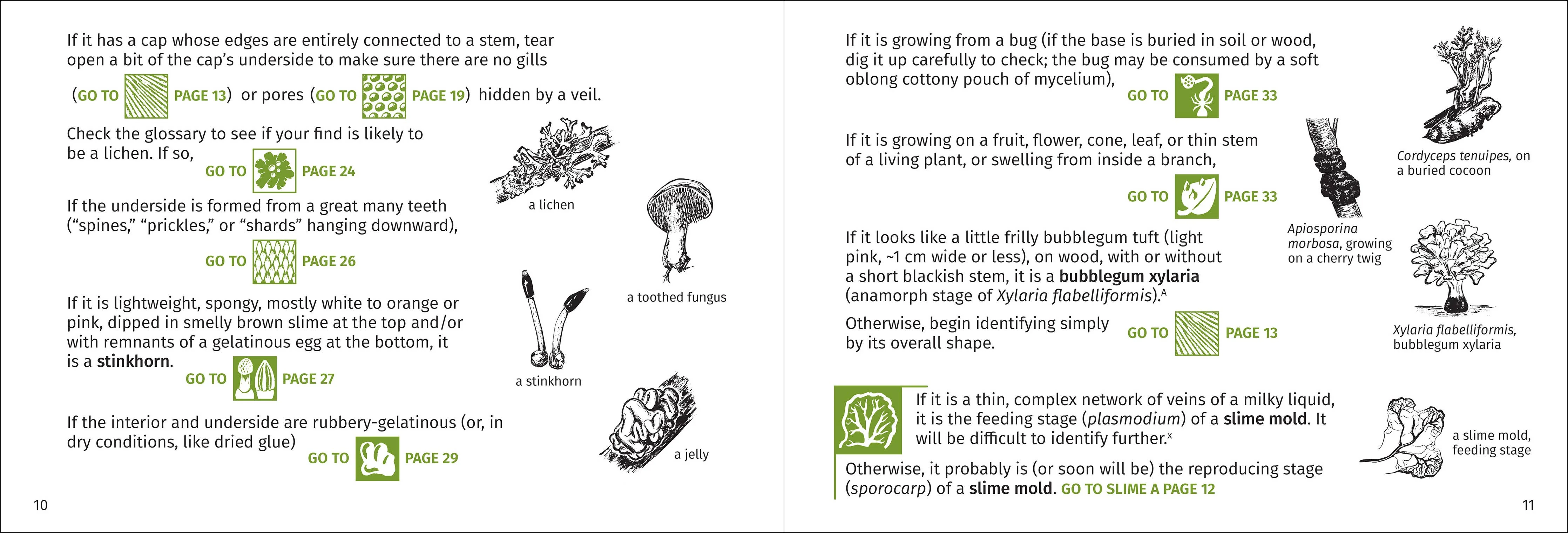 Mushroom Finder Pocket Guide - Image 4