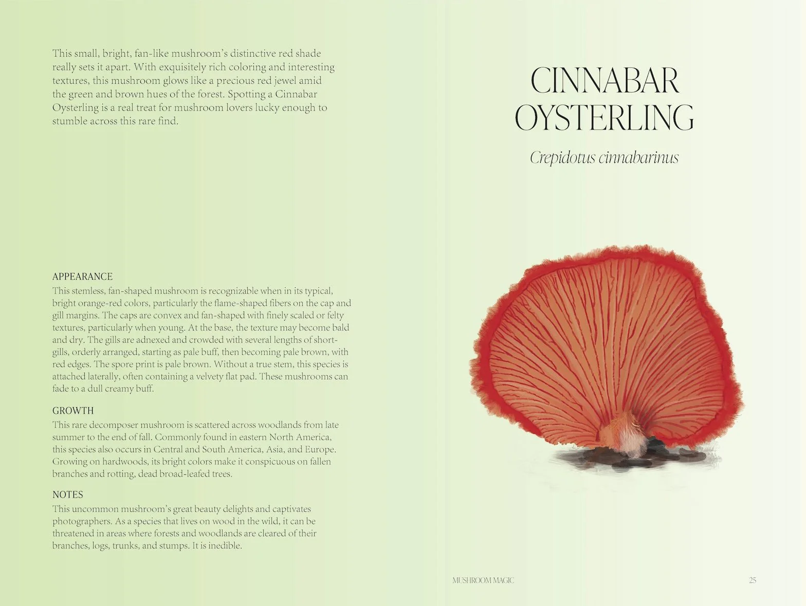 Mushroom Magic - Image 3