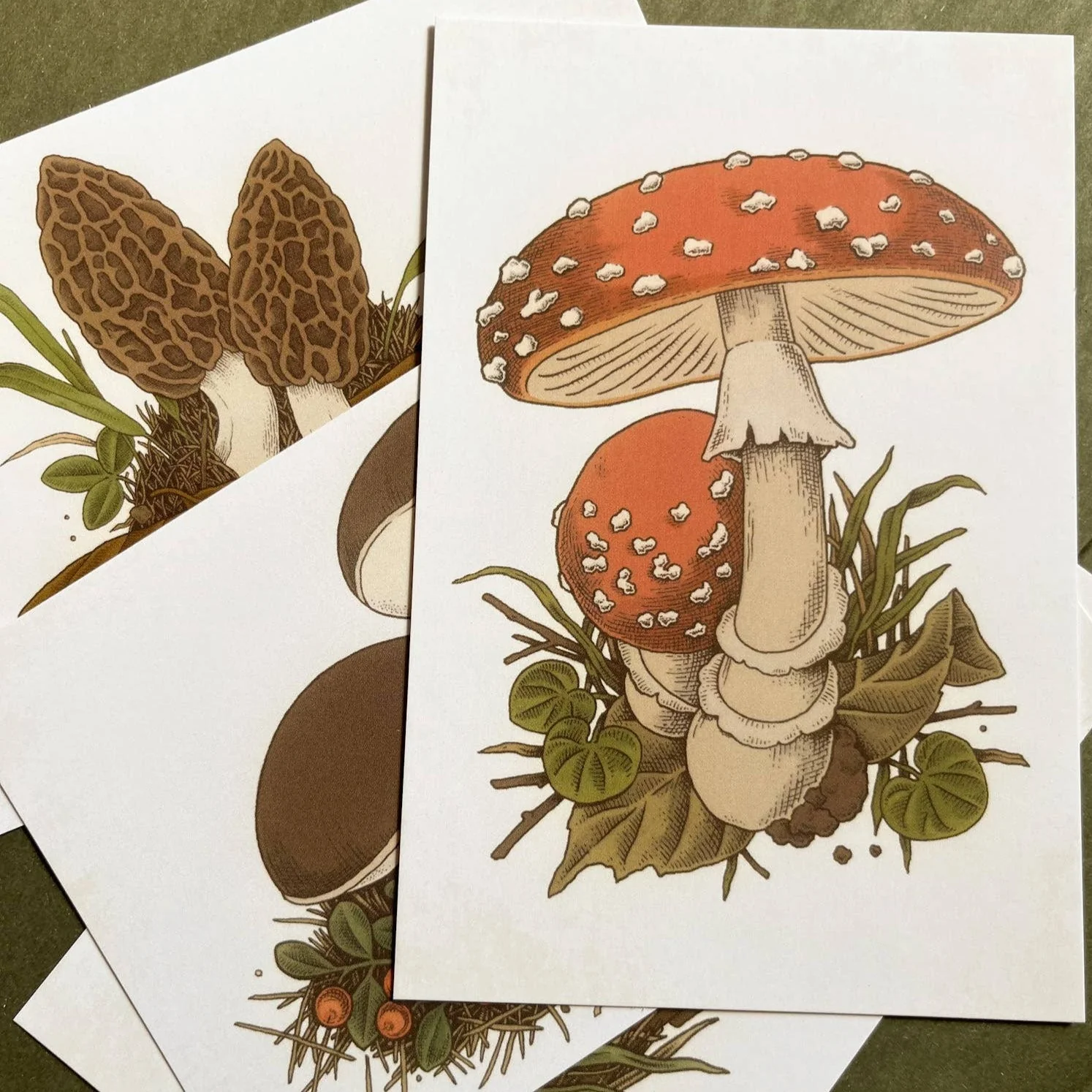 Mushroom Postcard Set
