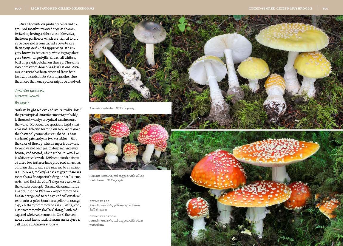 Mushrooms of the Pacific Northwest - Image 3