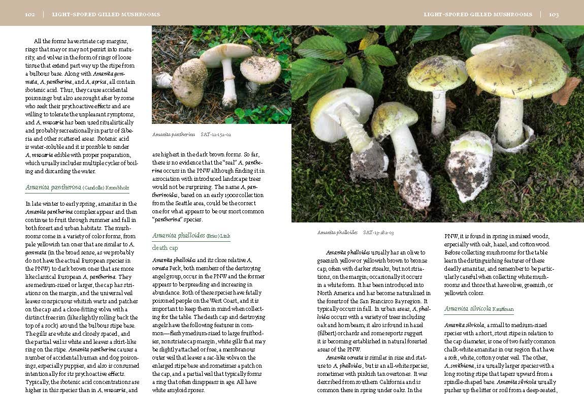 Mushrooms of the Pacific Northwest - Image 4