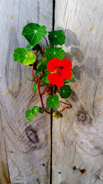 Flower Seed Grow Kit: Nasturtium - Image 3