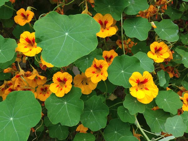 Flower Seed Grow Kit: Nasturtium - Image 4