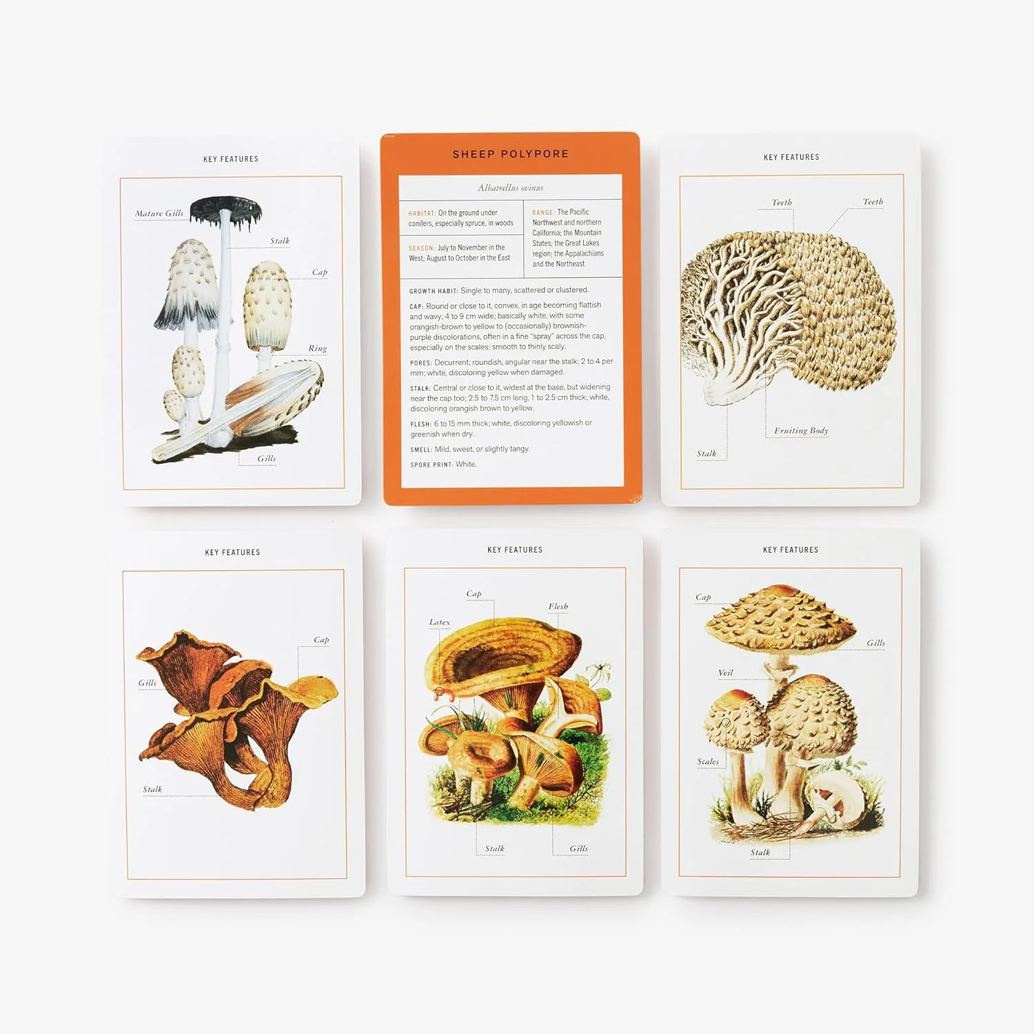 New York Botanical Garden Mushroom Identification Flashcards - Image 4