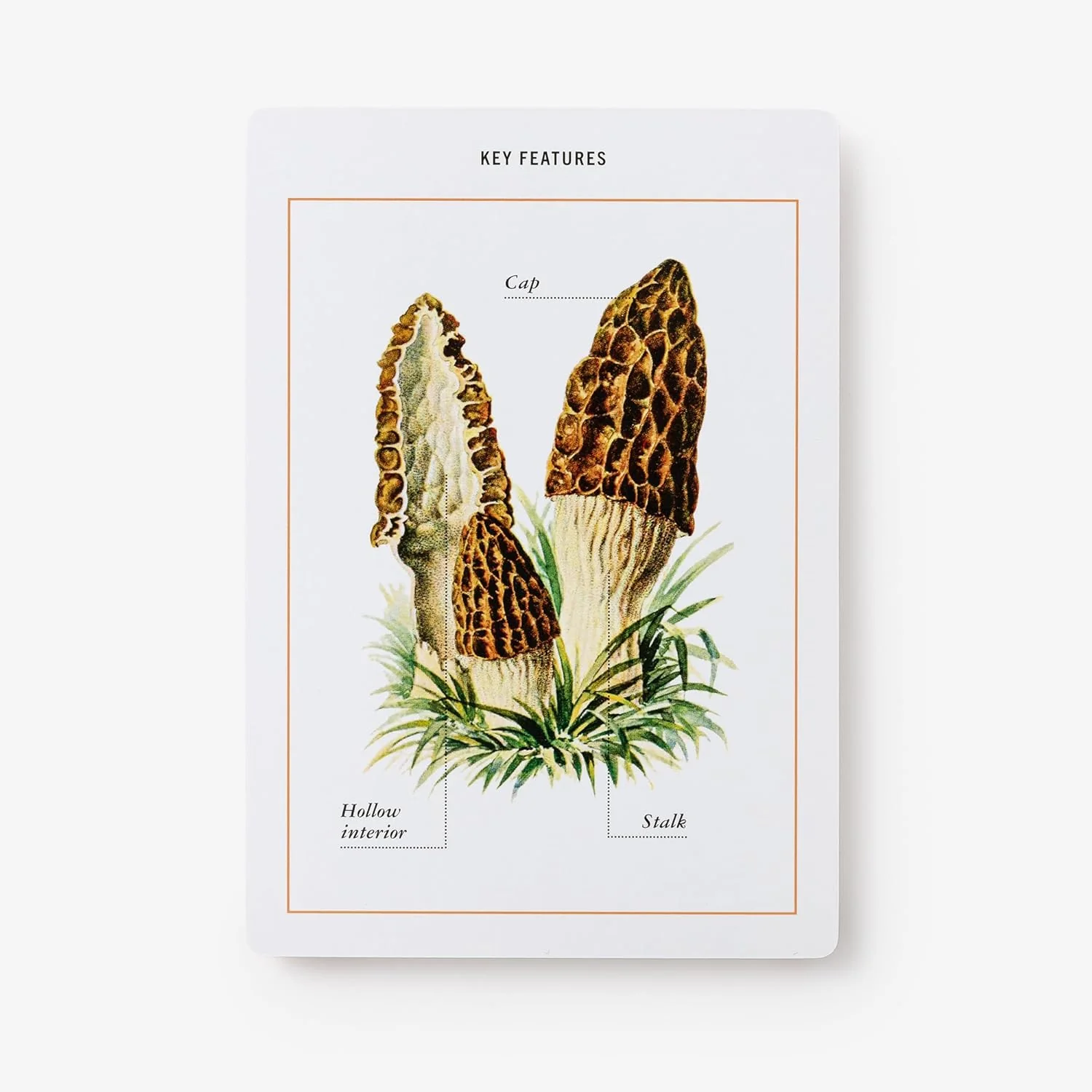 New York Botanical Garden Mushroom Identification Flashcards - Image 5