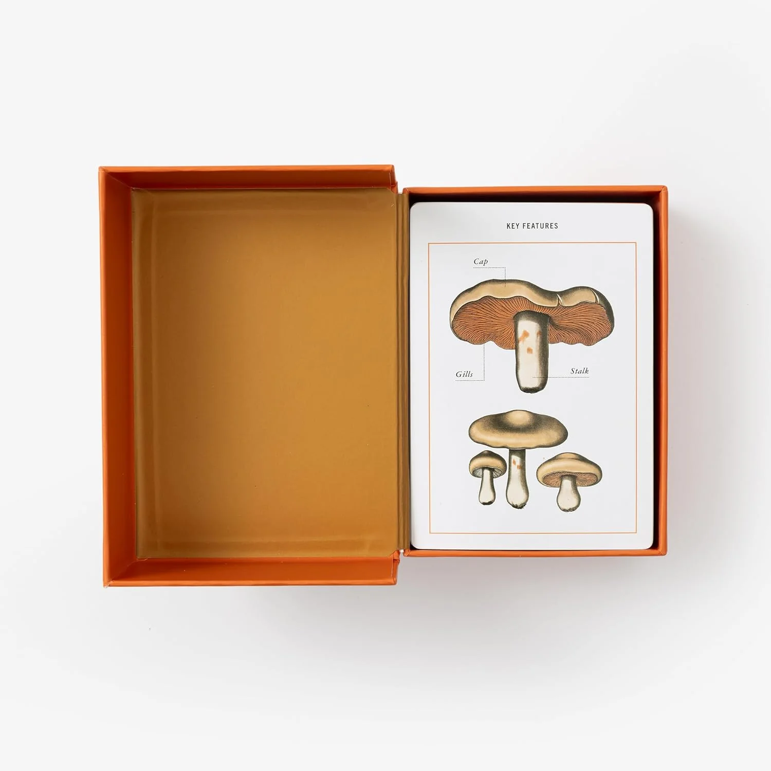 New York Botanical Garden Mushroom Identification Flashcards - Image 6