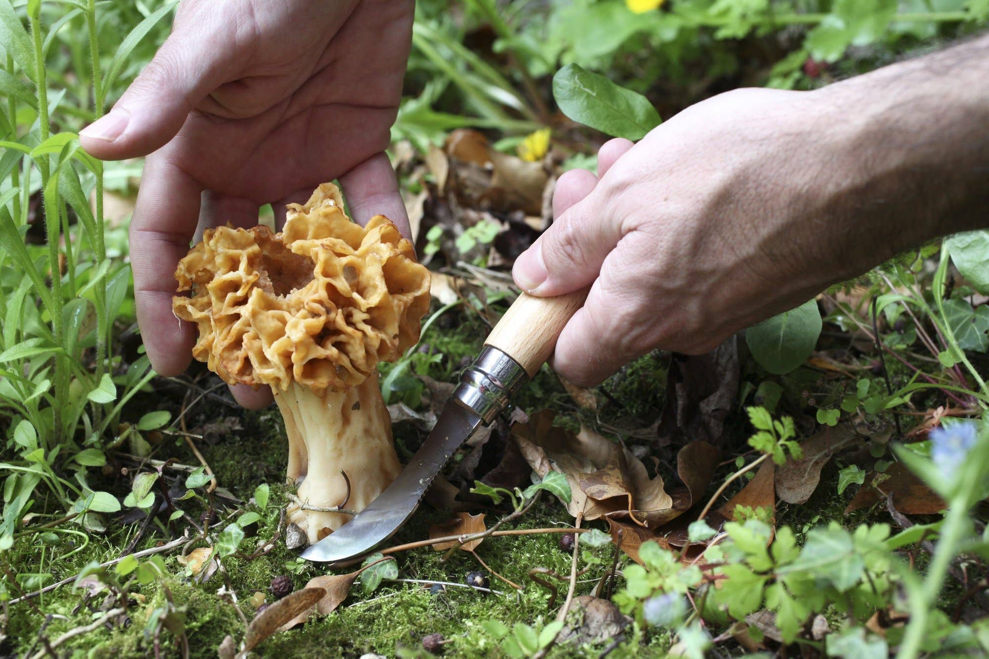 Mushroom Knife with Brush - Image 4
