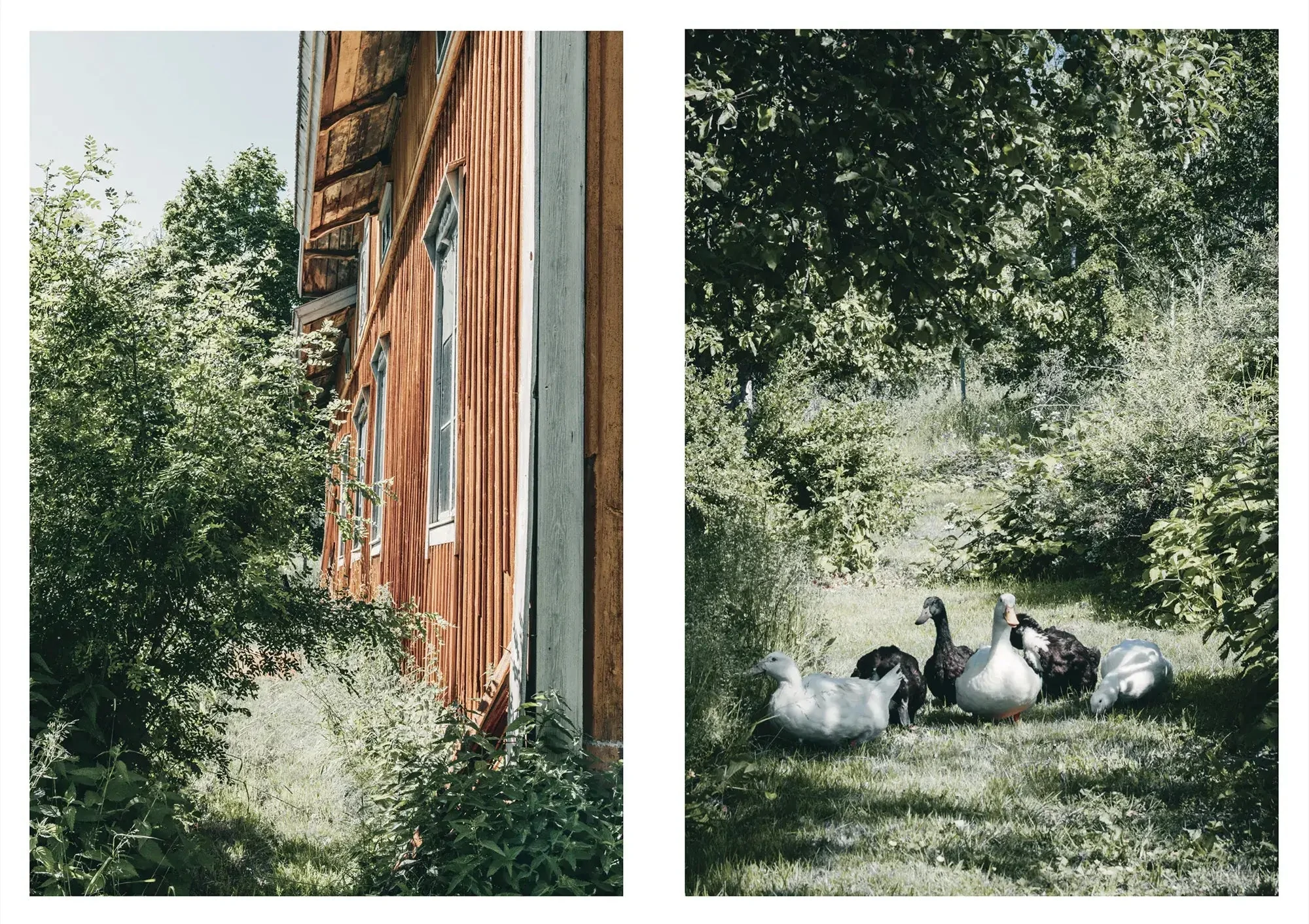 Nordic Homestead - Image 9