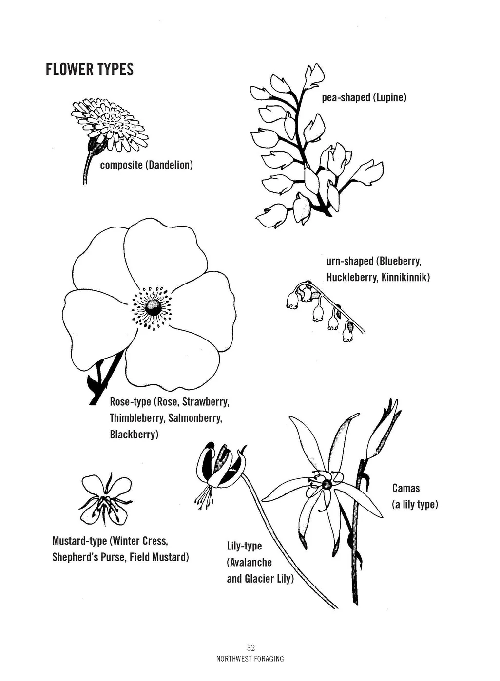 Northwest Foraging: The Classic Guide to Edible Plants of the Pacific Northwest - Image 5