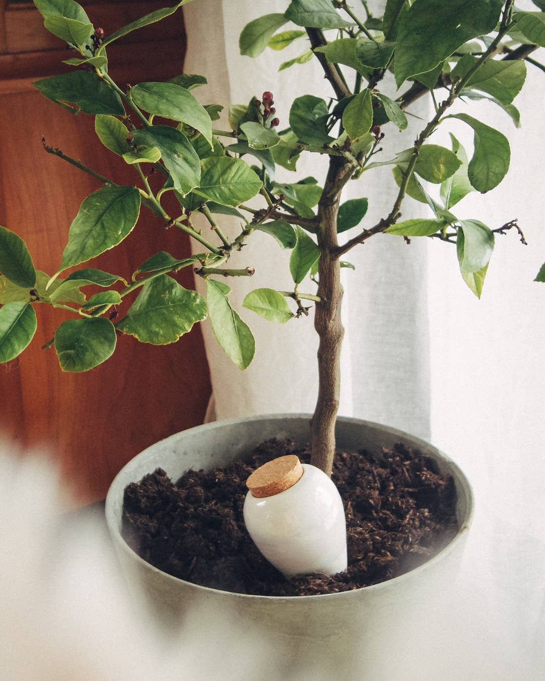 Olla Pepin: Pearl White - Image 2