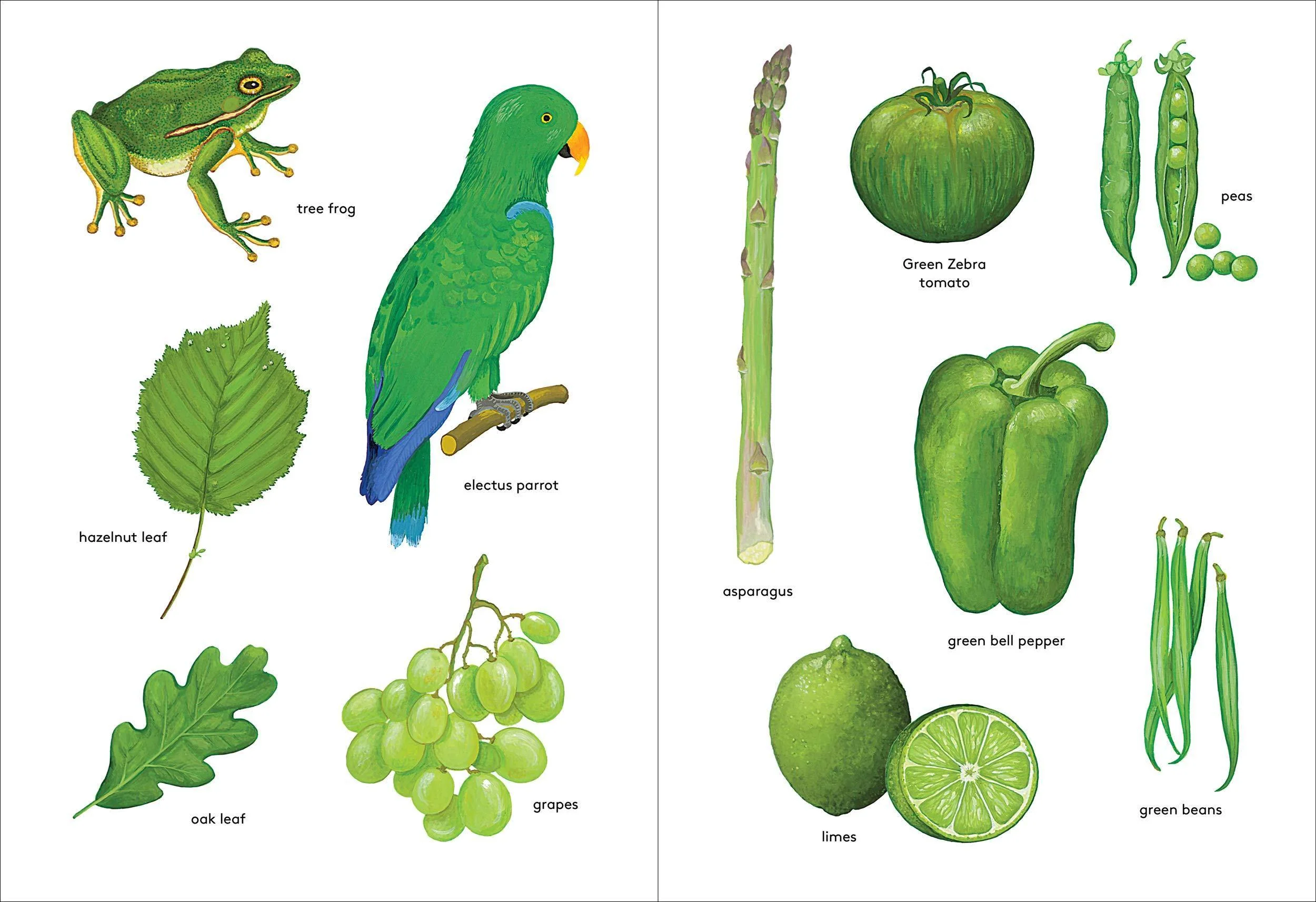 Orange Is an Apricot, Green Is a Tree Frog - Image 2